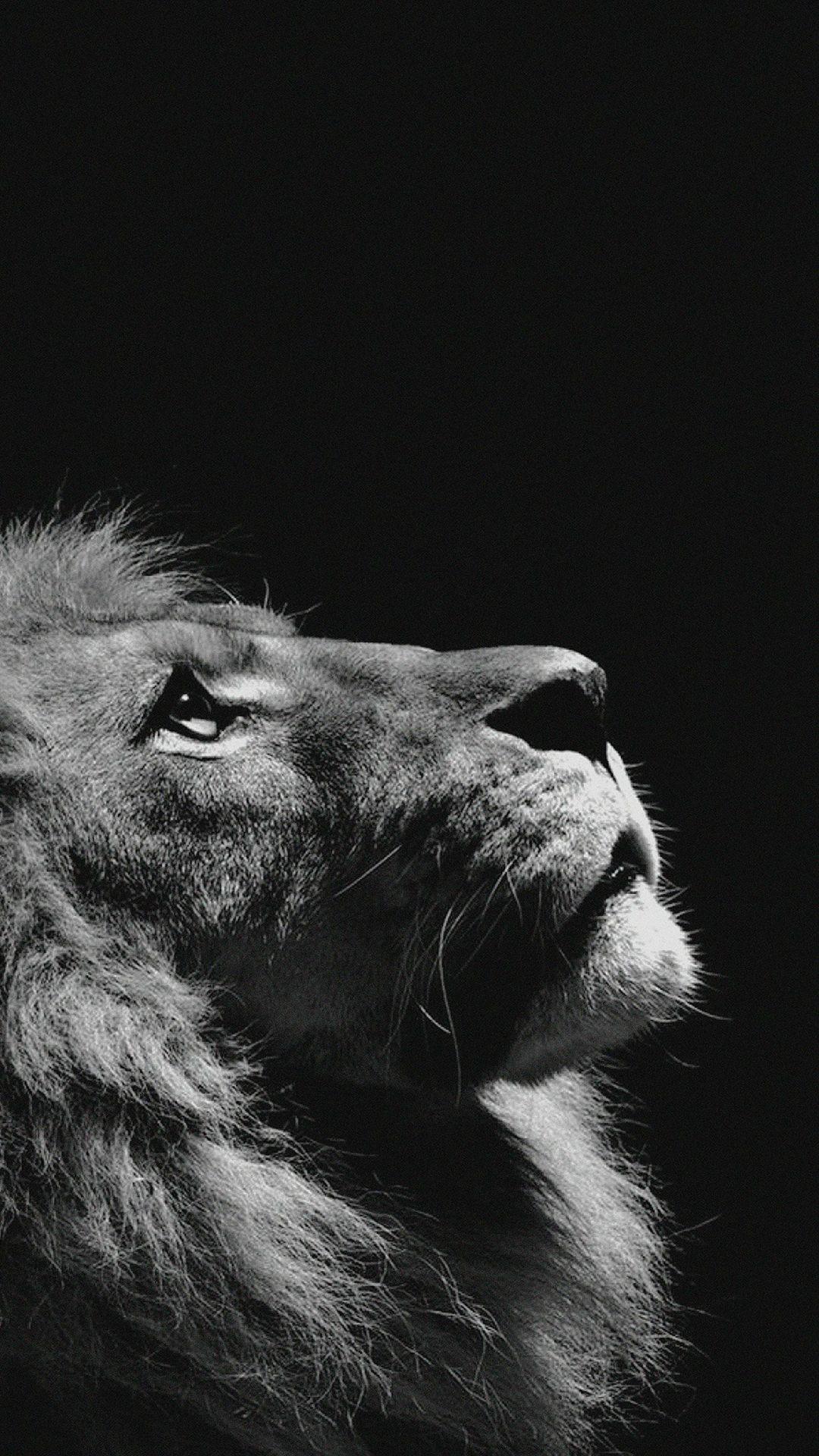 1080x1920 AMAZING ANIMAL IPHONE WALLPAPER FREE TO DOWNLOAD