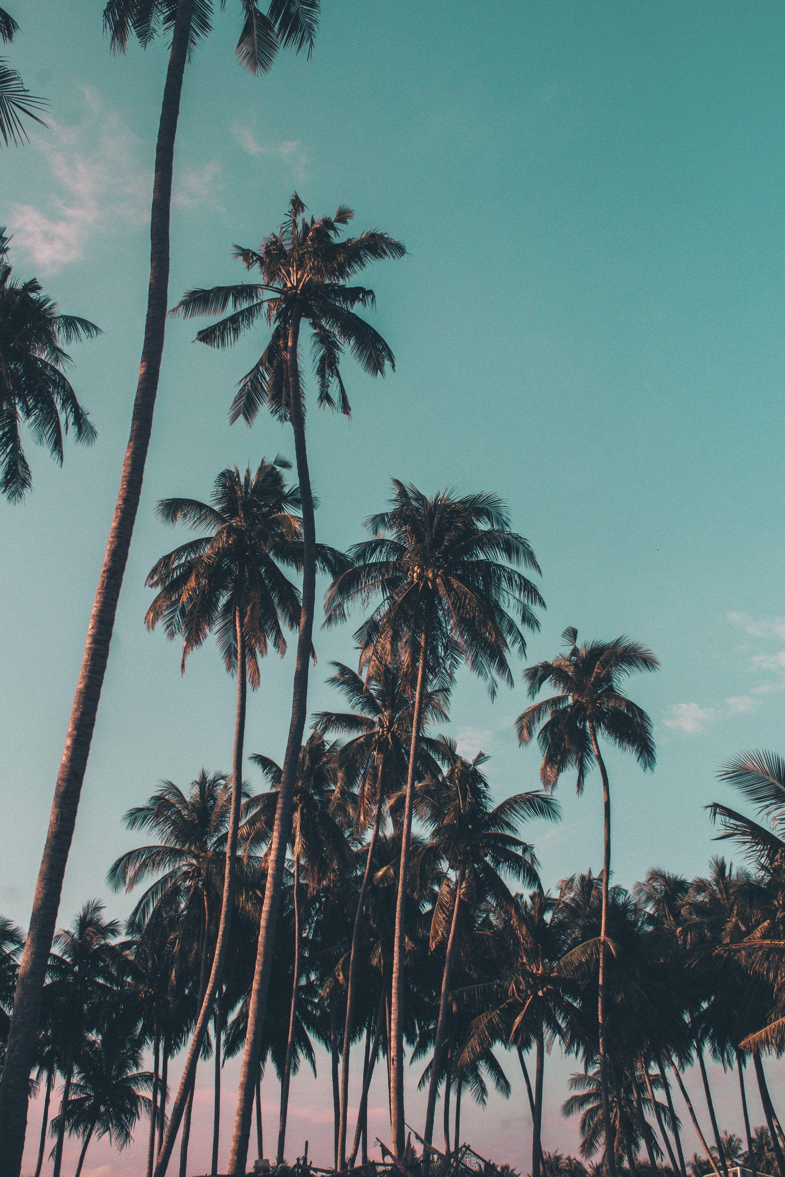 2592x3888 Tropical Picture. Download Free Image