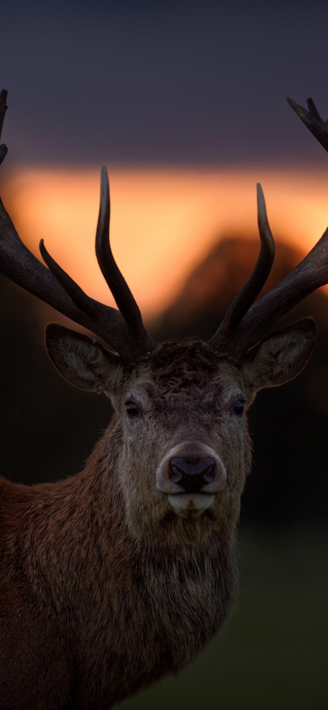 1242x2688 Deer Animals iPhone XS MAX HD 4k Wallpaper, Image
