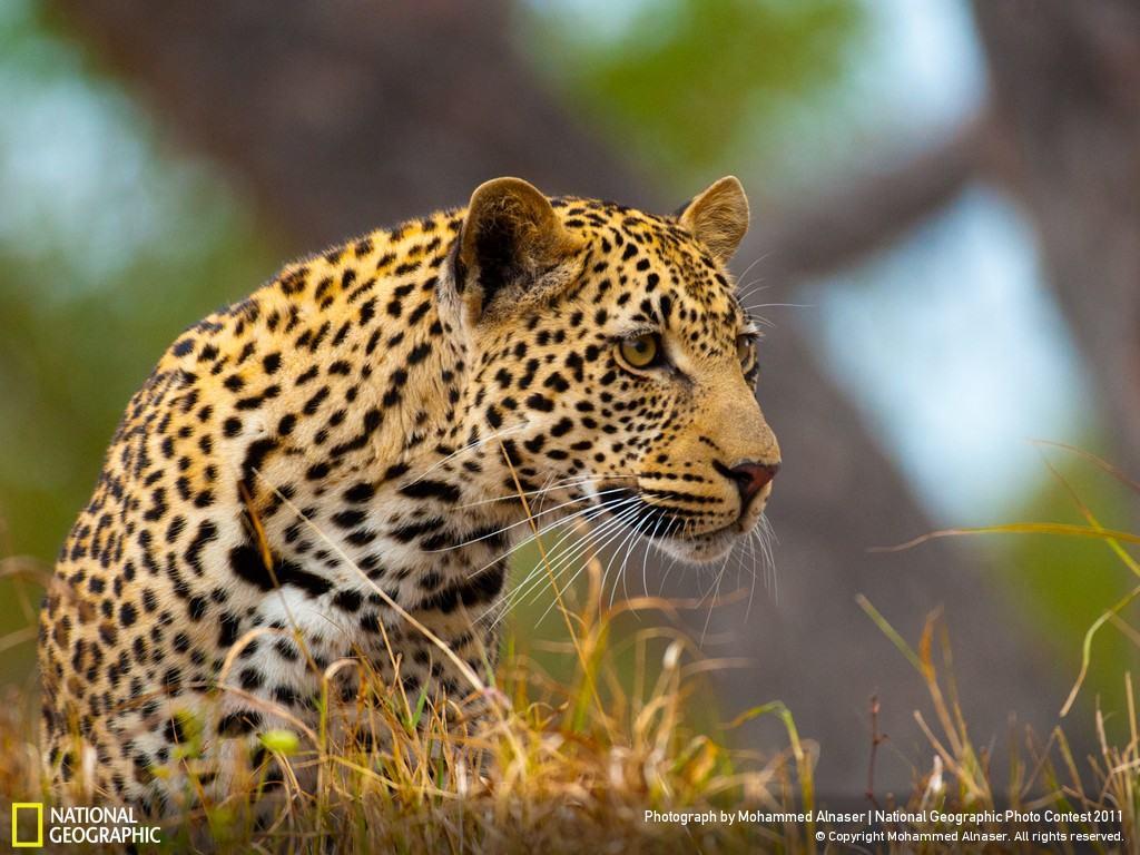 1024x768 Download Hundreds of Breathtaking National Geographic Wallpaper