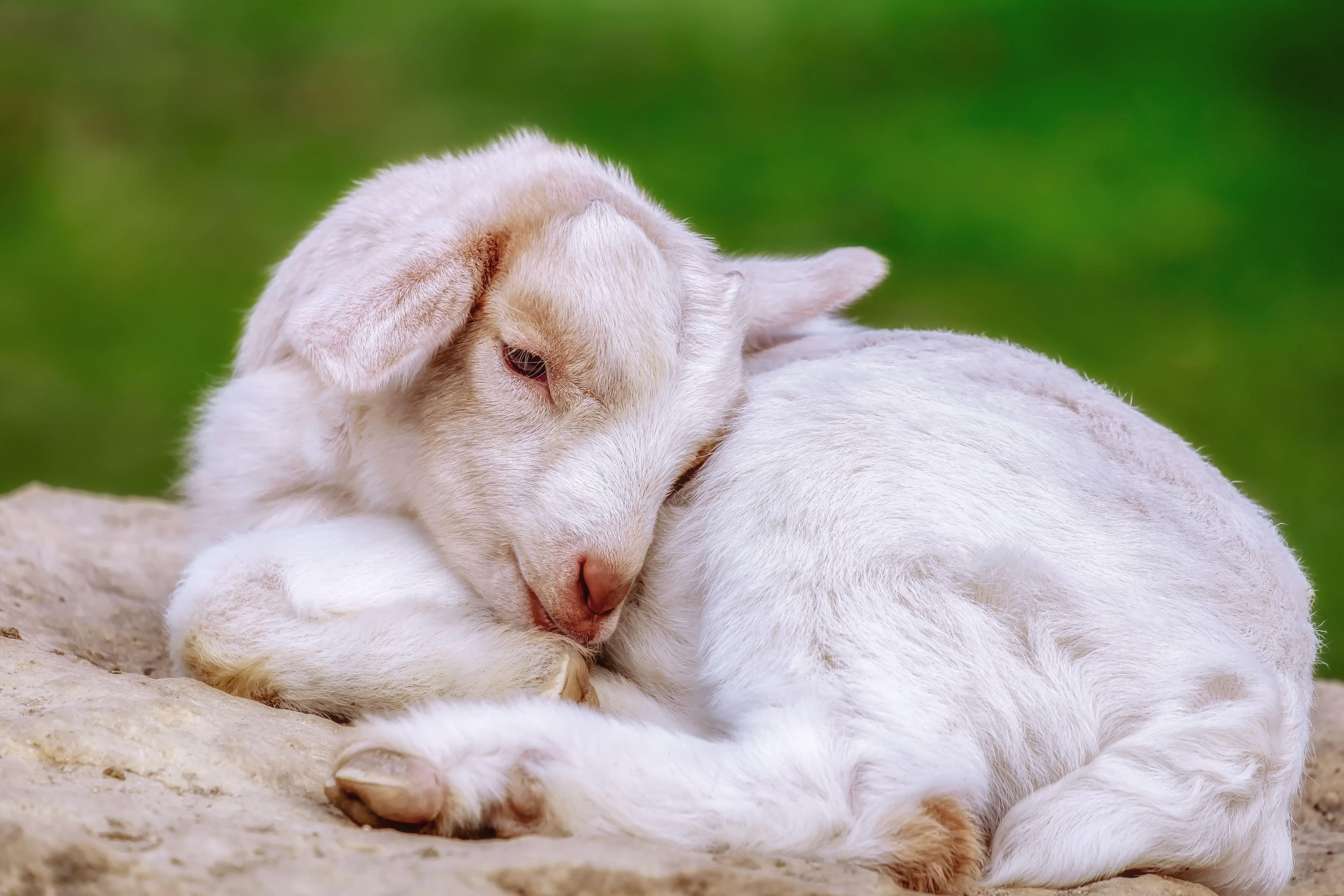 4896x3264 Cute White Baby Goat also Called a Kid 4k Ultra HD Wallpaper