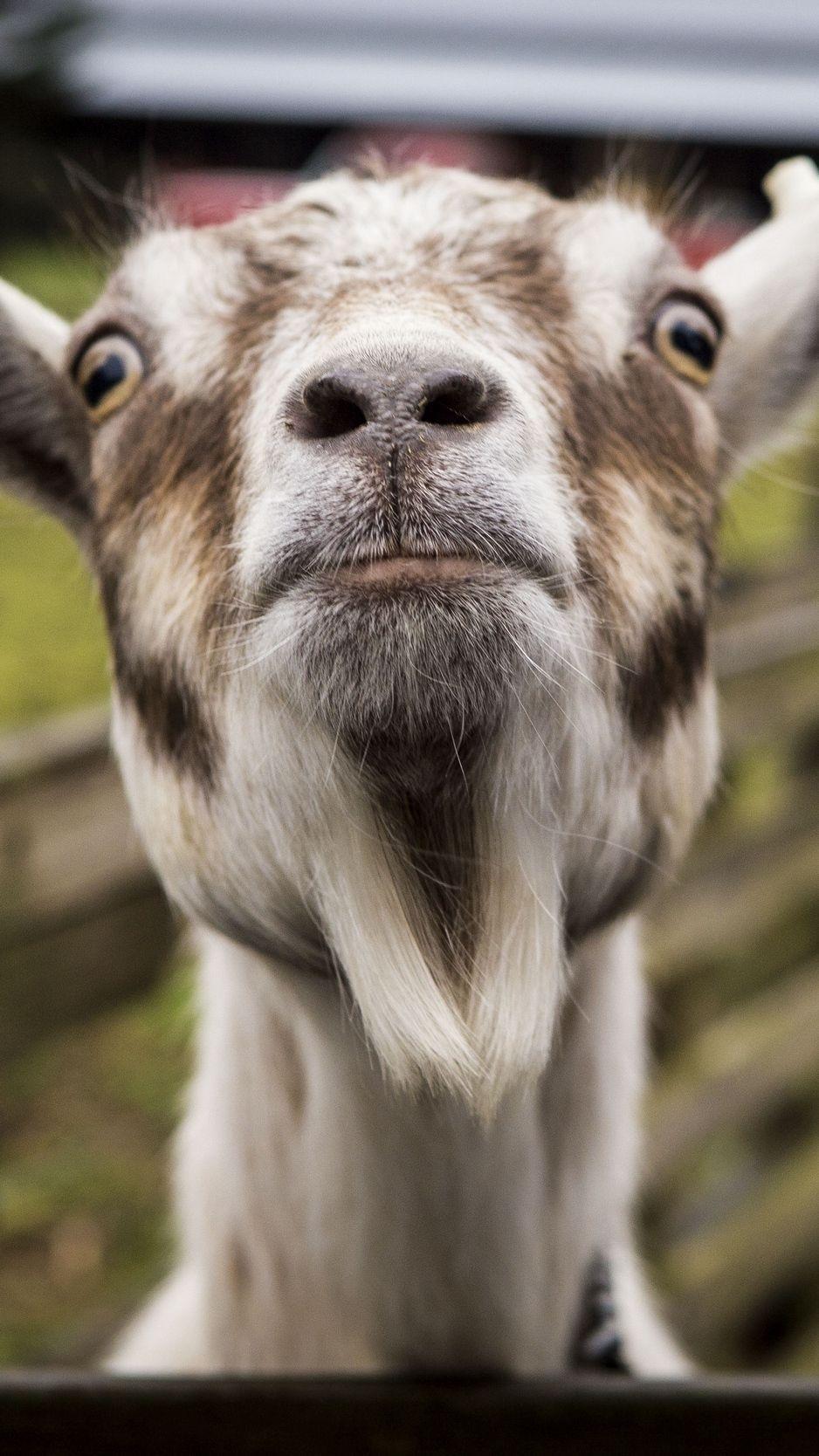 Goat iPhone Wallpapers - Top Free Goat iPhone Backgrounds - WallpaperAccess