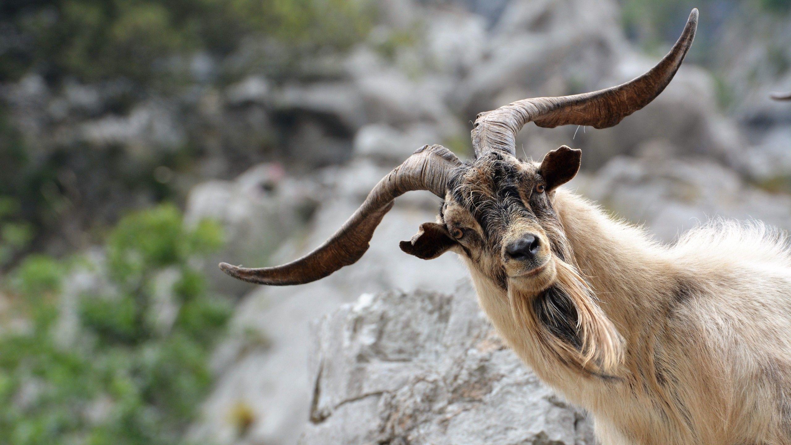 2560x1440 Funny Goat Wallpaper 43316