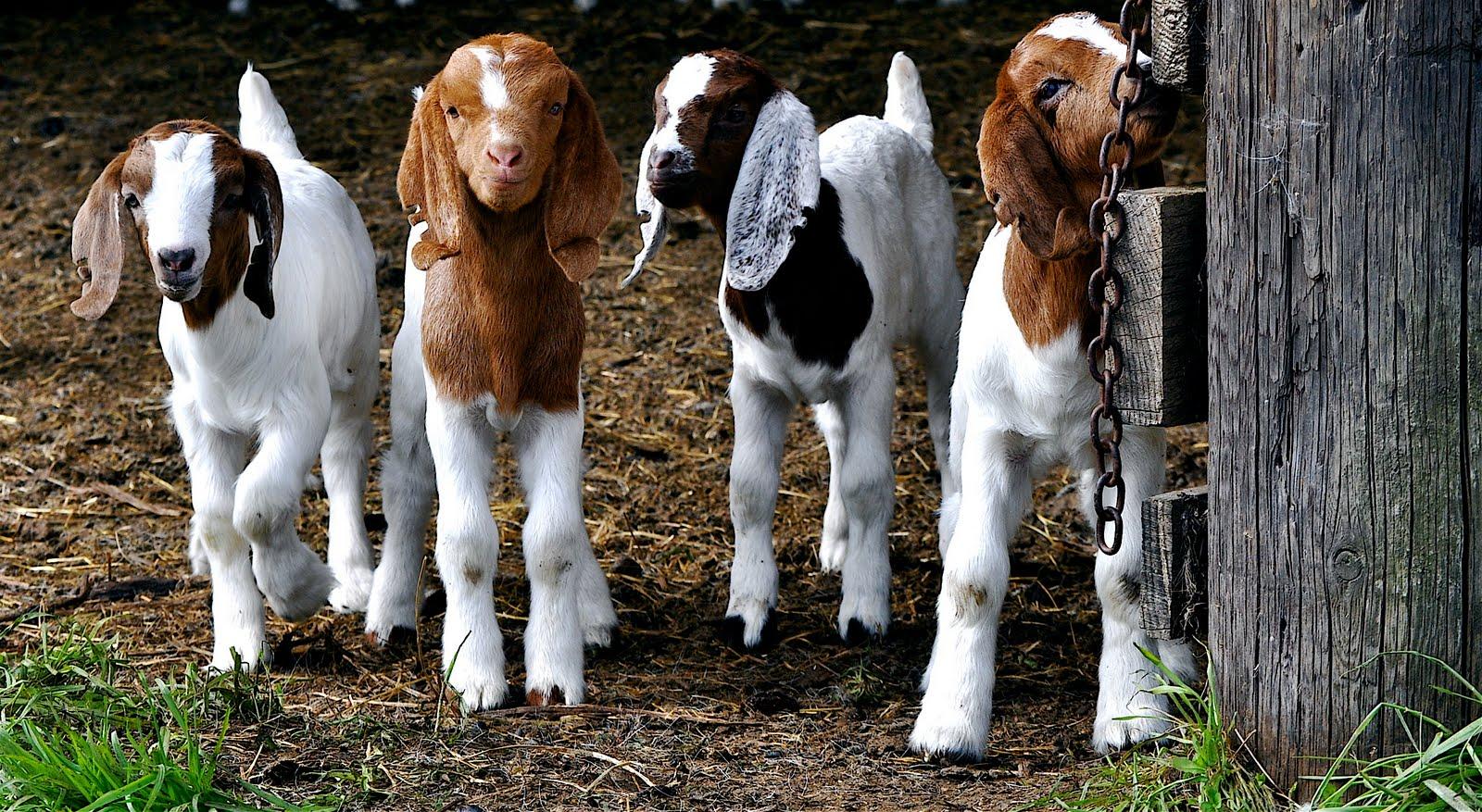 1600x877 Goats Wallpaper