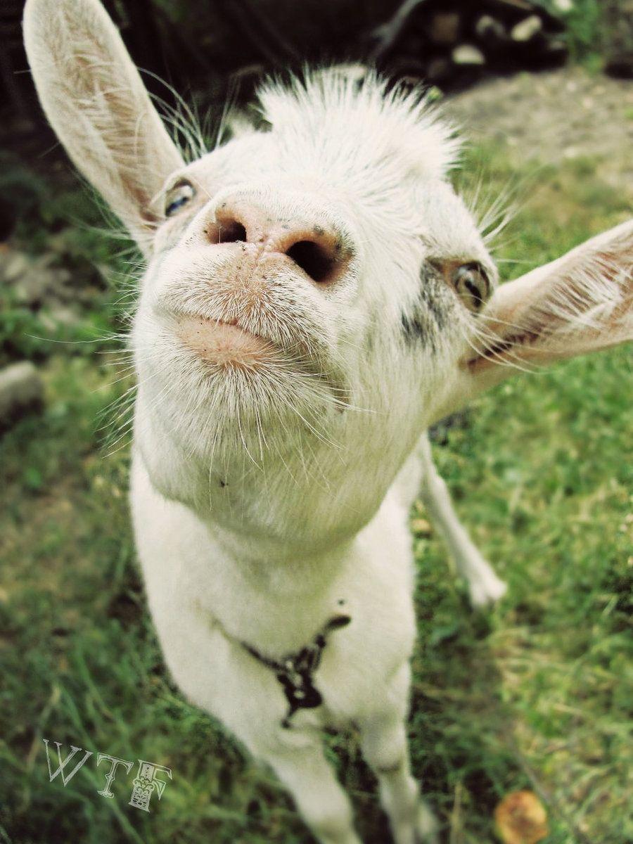 Cute Goat Wallpapers Top Free Cute Goat Backgrounds Wallpaperaccess 