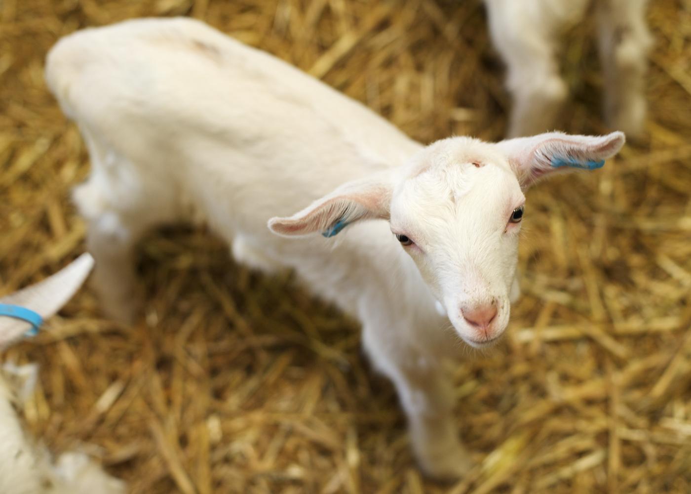 1400x1000 Cute Baby Goat With White Color