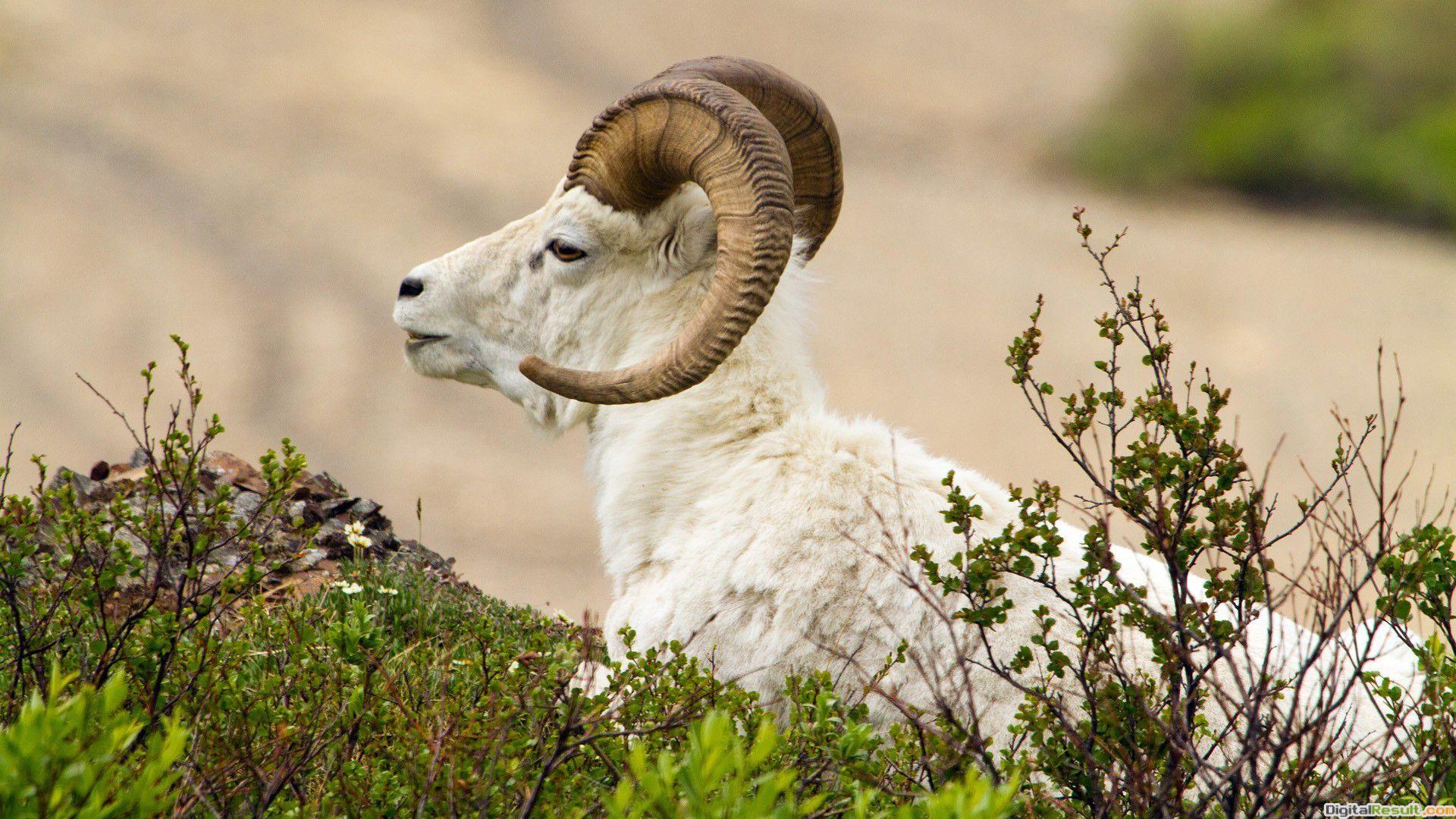 1920x1080 goat wallpaper HD cute goats wallpaper HD dackground goat baby