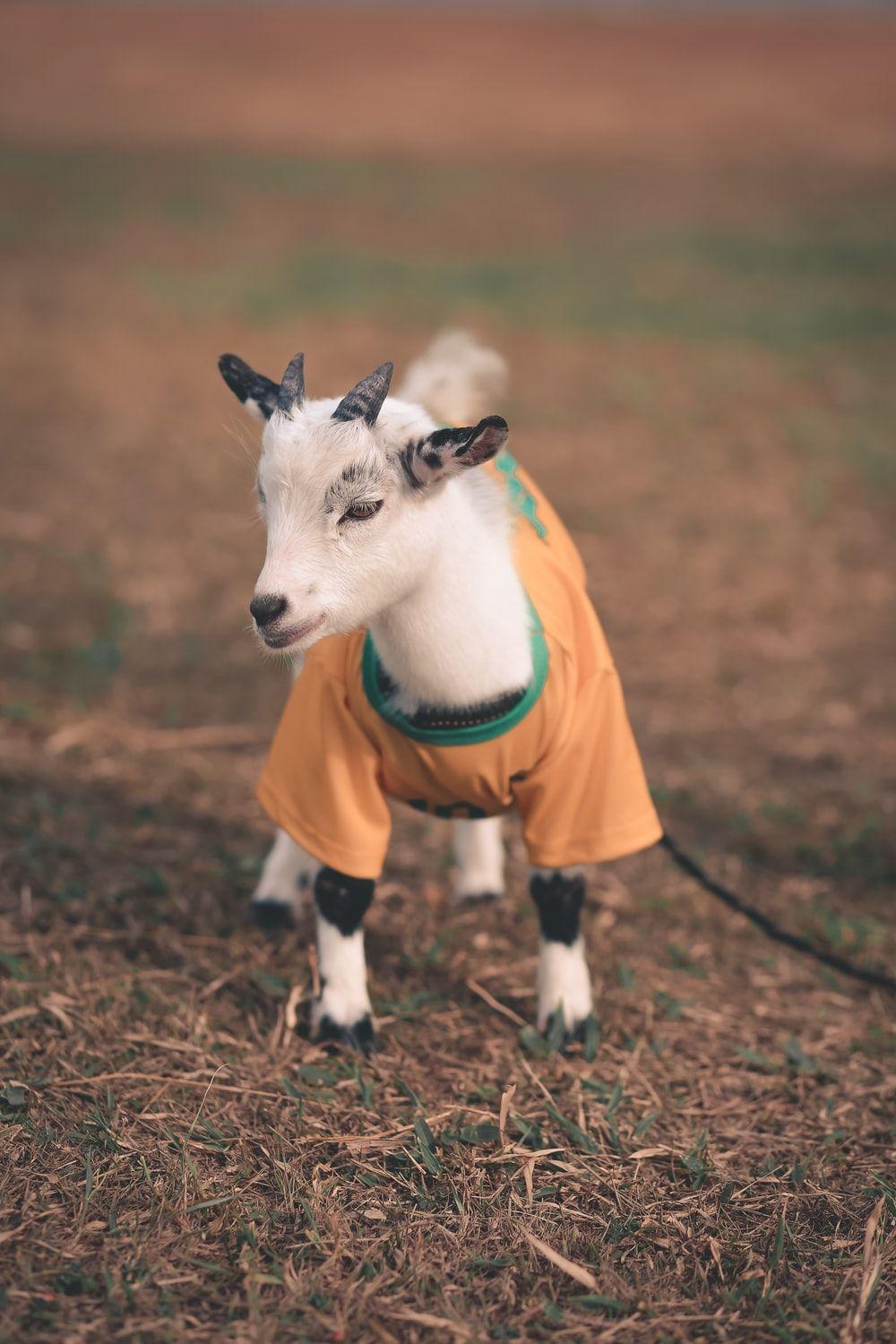 Cute Goat Wallpapers Top Free Cute Goat Backgrounds Wallpaperaccess