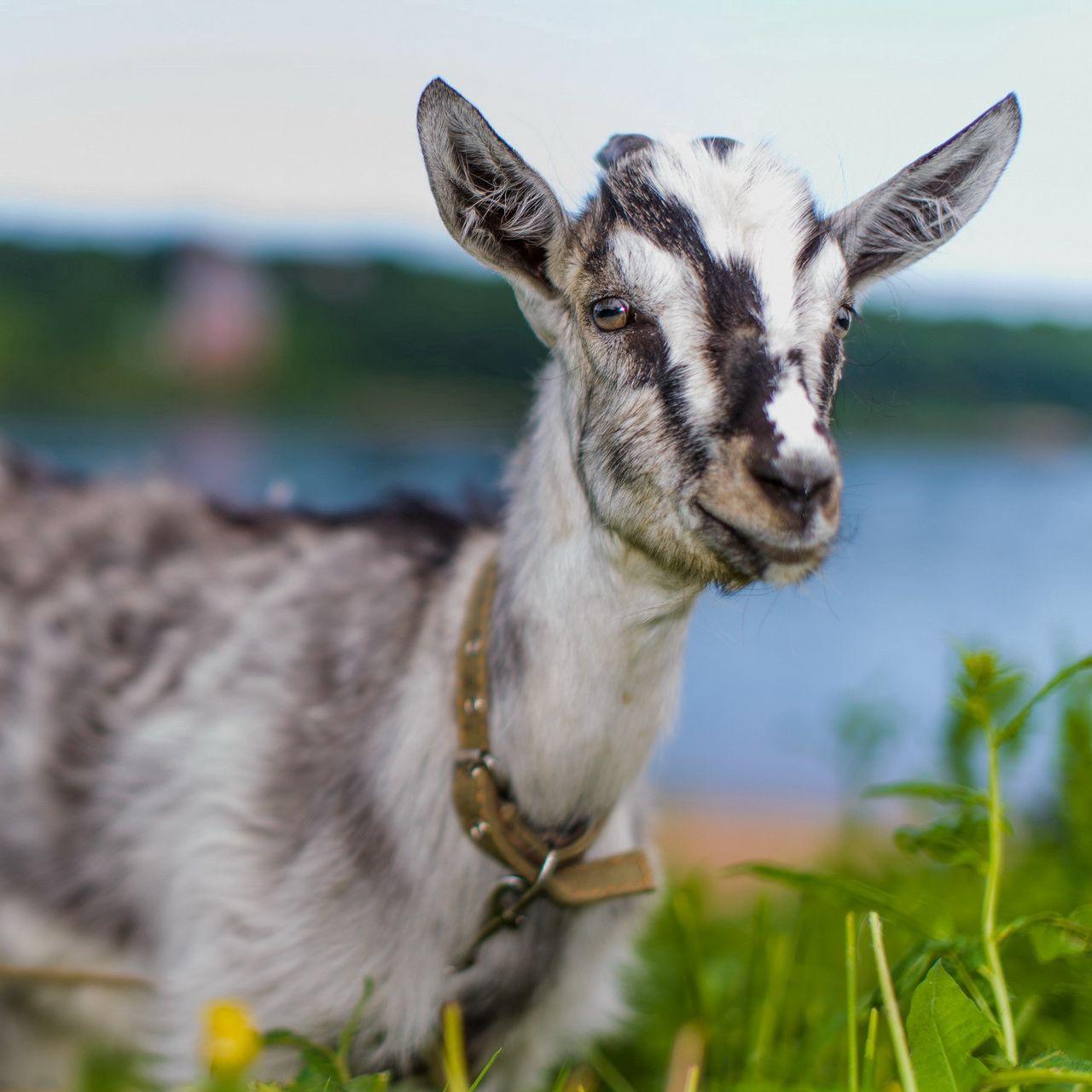 Cute Goat Wallpapers - Top Free Cute Goat Backgrounds - WallpaperAccess