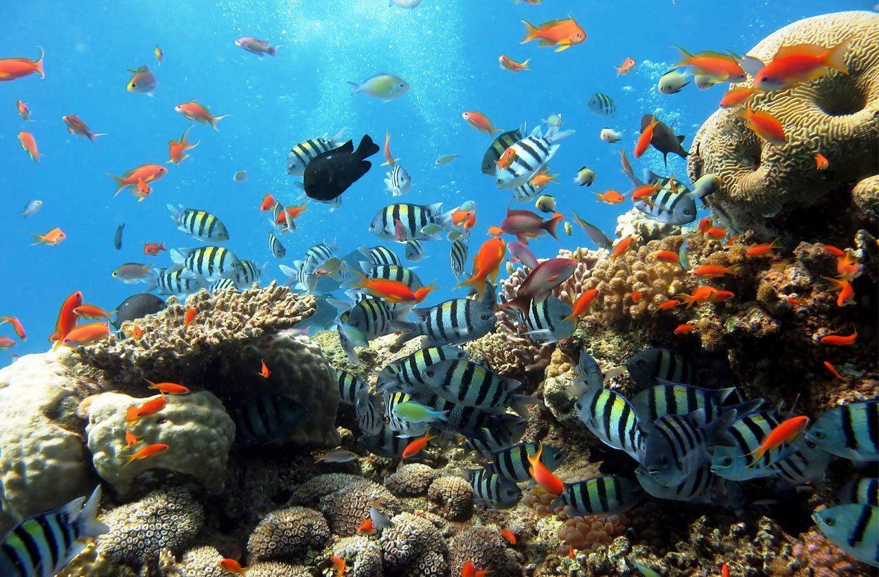 1280x840 Glass Boat Sharm El Sheikh. Fish wallpaper, Underwater wallpaper