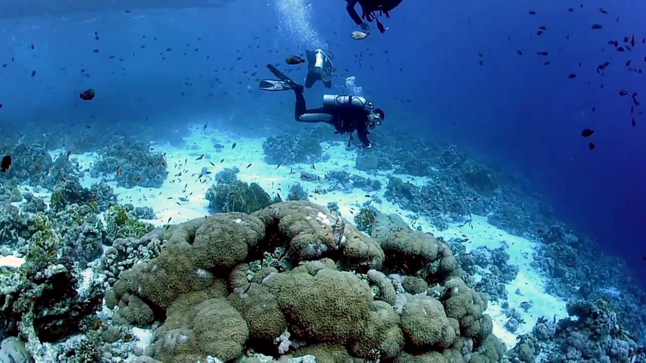Вода в шарме сегодня. Снорклинг Шарм Эль Шейх. Красное море Шарм Эль Шейх дайвинг. Марса Алам дайвинг. Sharm el-Sheikh дайвинг.