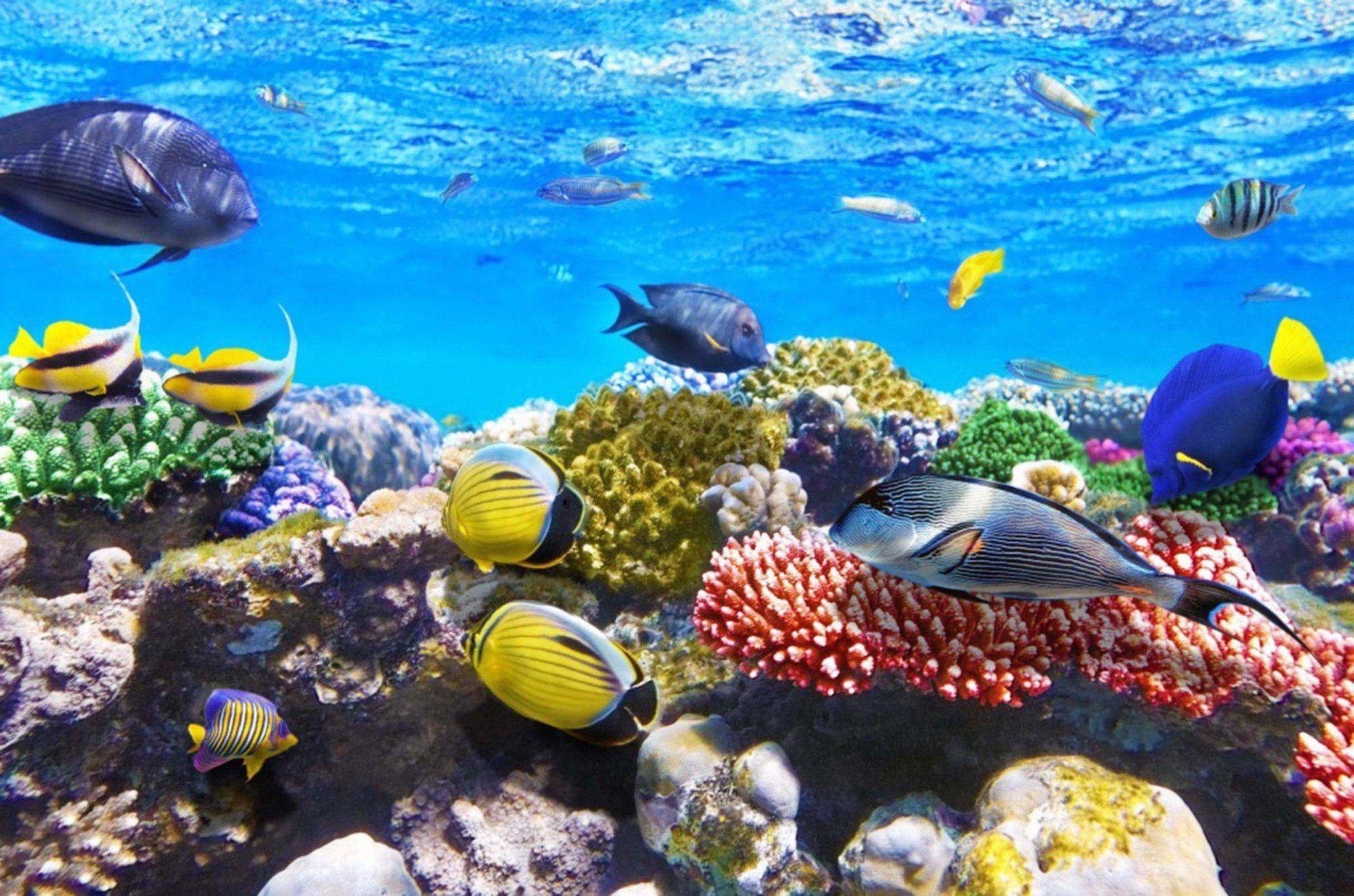 2048x1356 Ocean Corals Fishes. Red sea, Fish wallpaper, Fish swimming