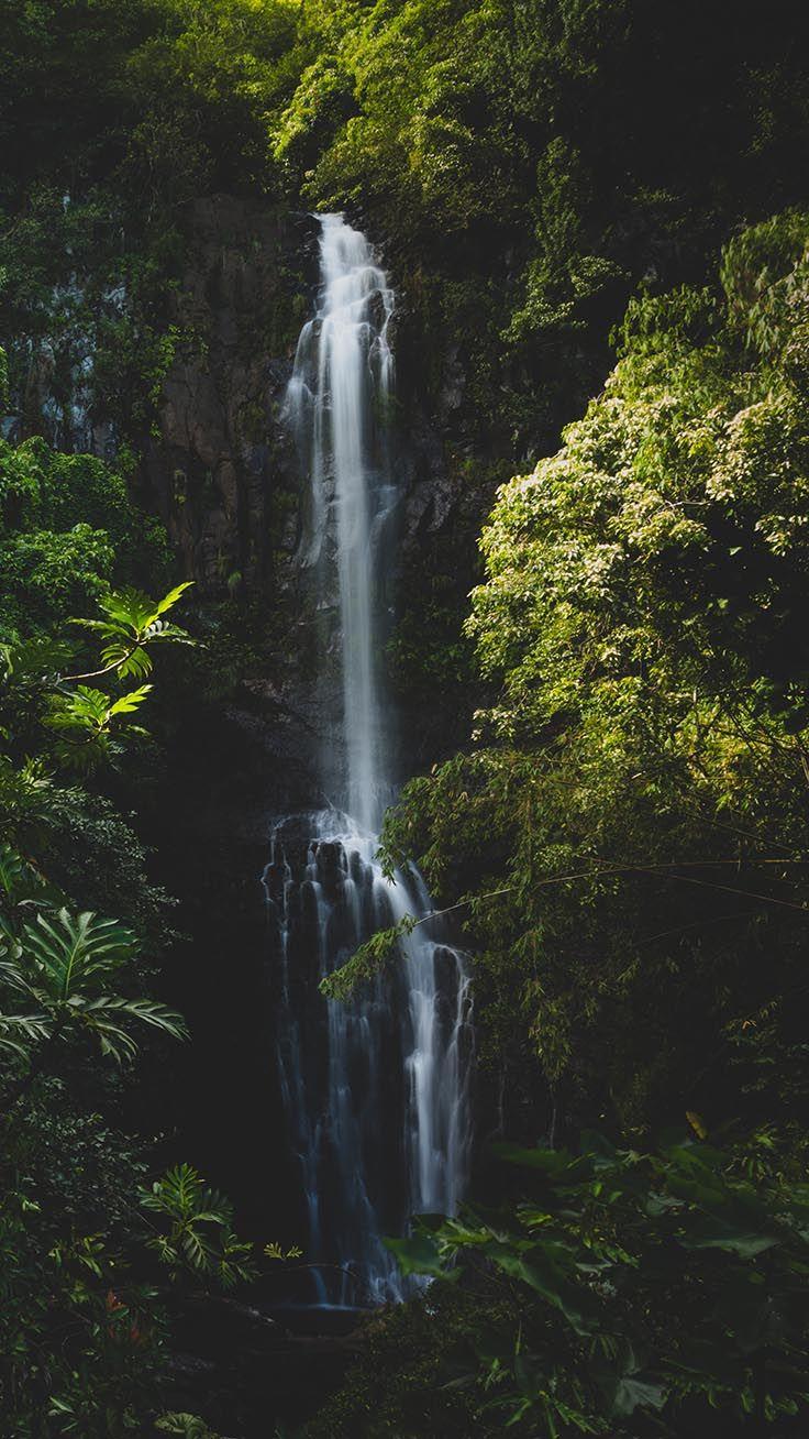 736x1308 Welcome To The Jungle iPhone Xs Max Wallpaper