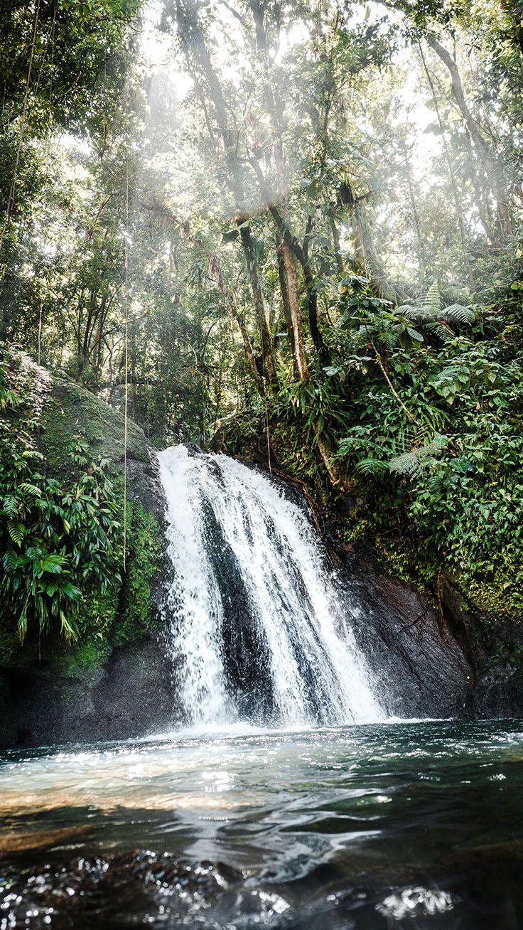 736x1308 Welcome To The Jungle iPhone Xs Max Wallpaper