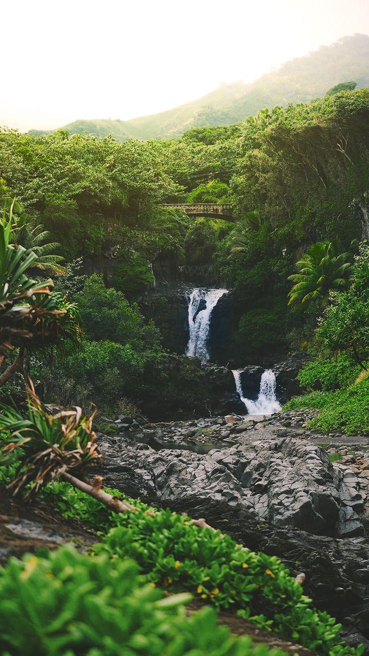 736x1308 Welcome To The Jungle iPhone Xs Max Wallpaper