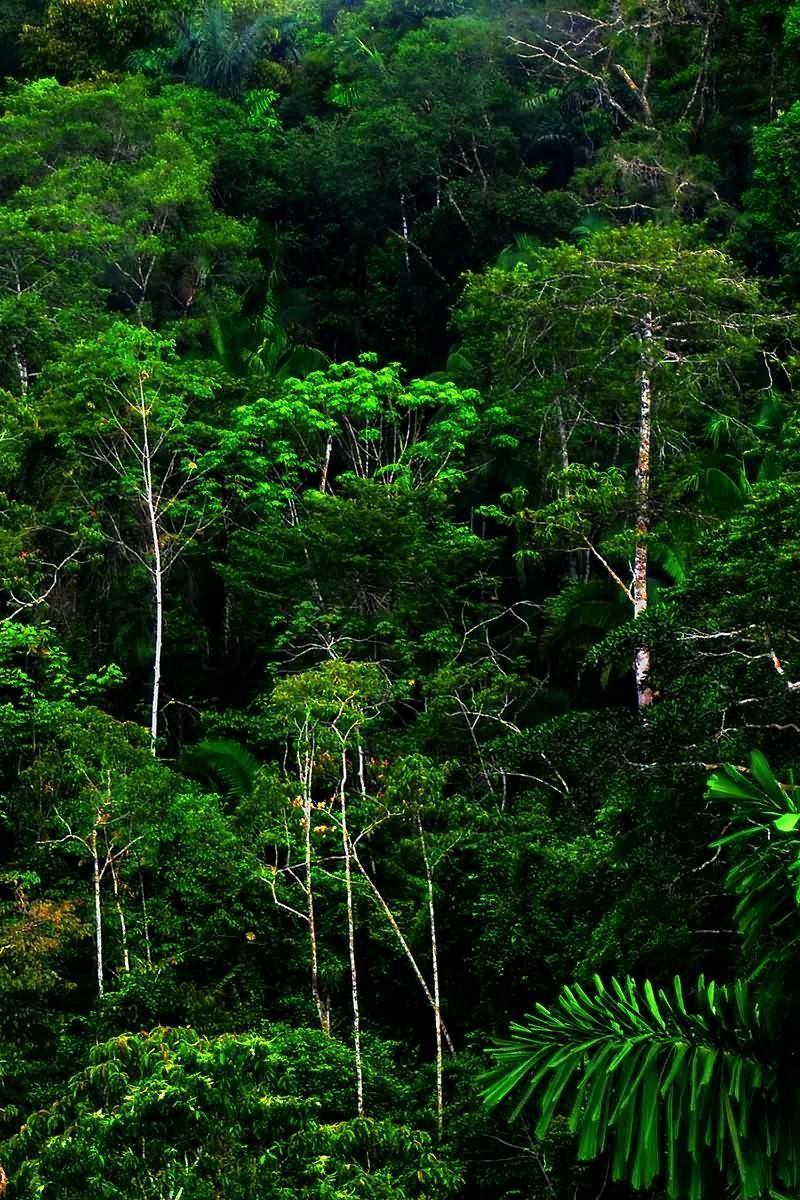 Rainforest iPhone Wallpapers Top Free Rainforest iPhone Backgrounds