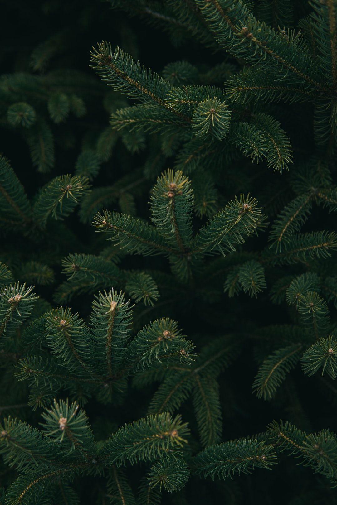 1080x1620 Christmas Pine Trees Wallpaper