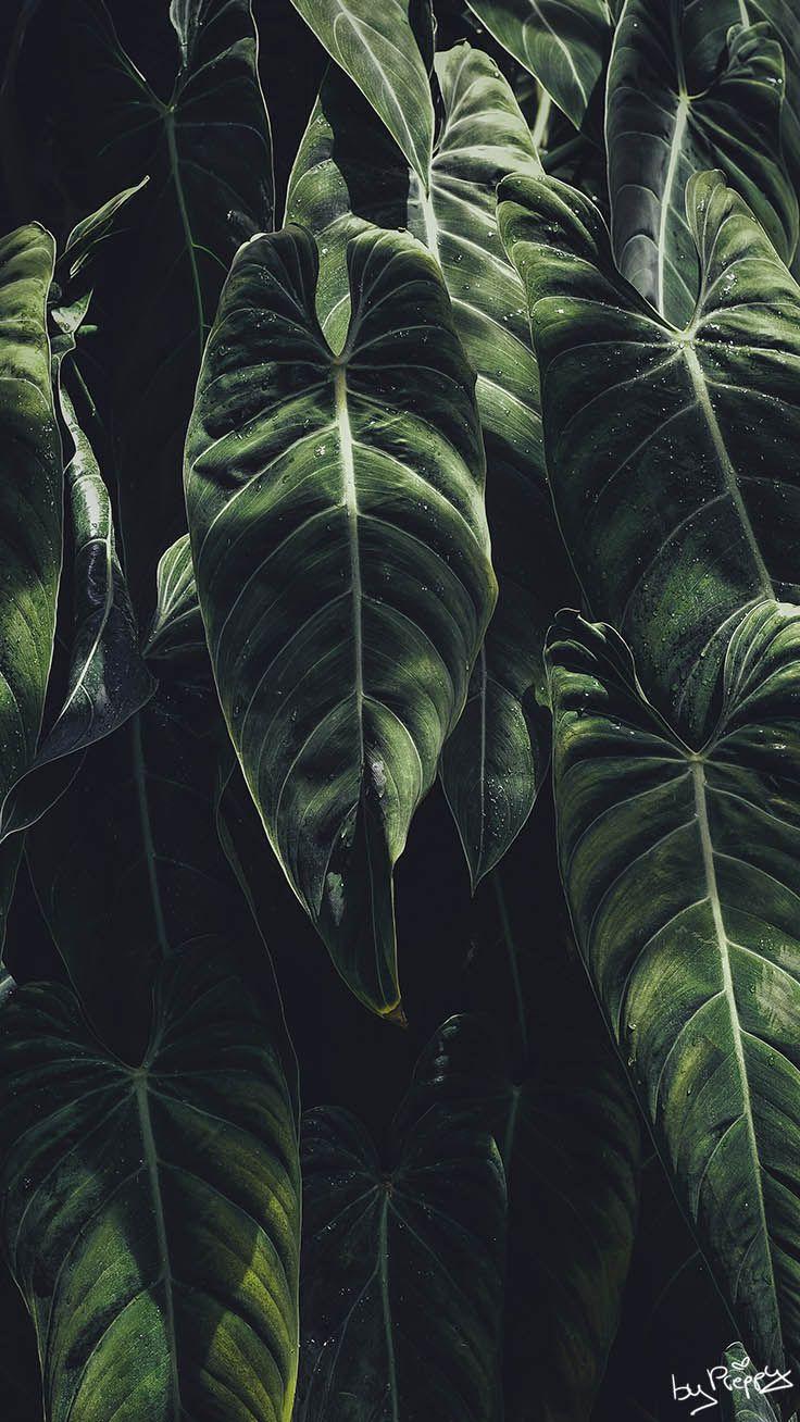 736x1308 Tropical Jungle iPhone X Wallpaper
