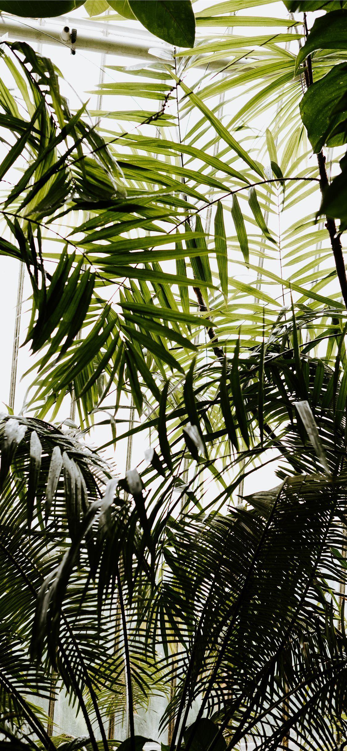 1125x2436 Best rainforest iPhone X Wallpaper HD