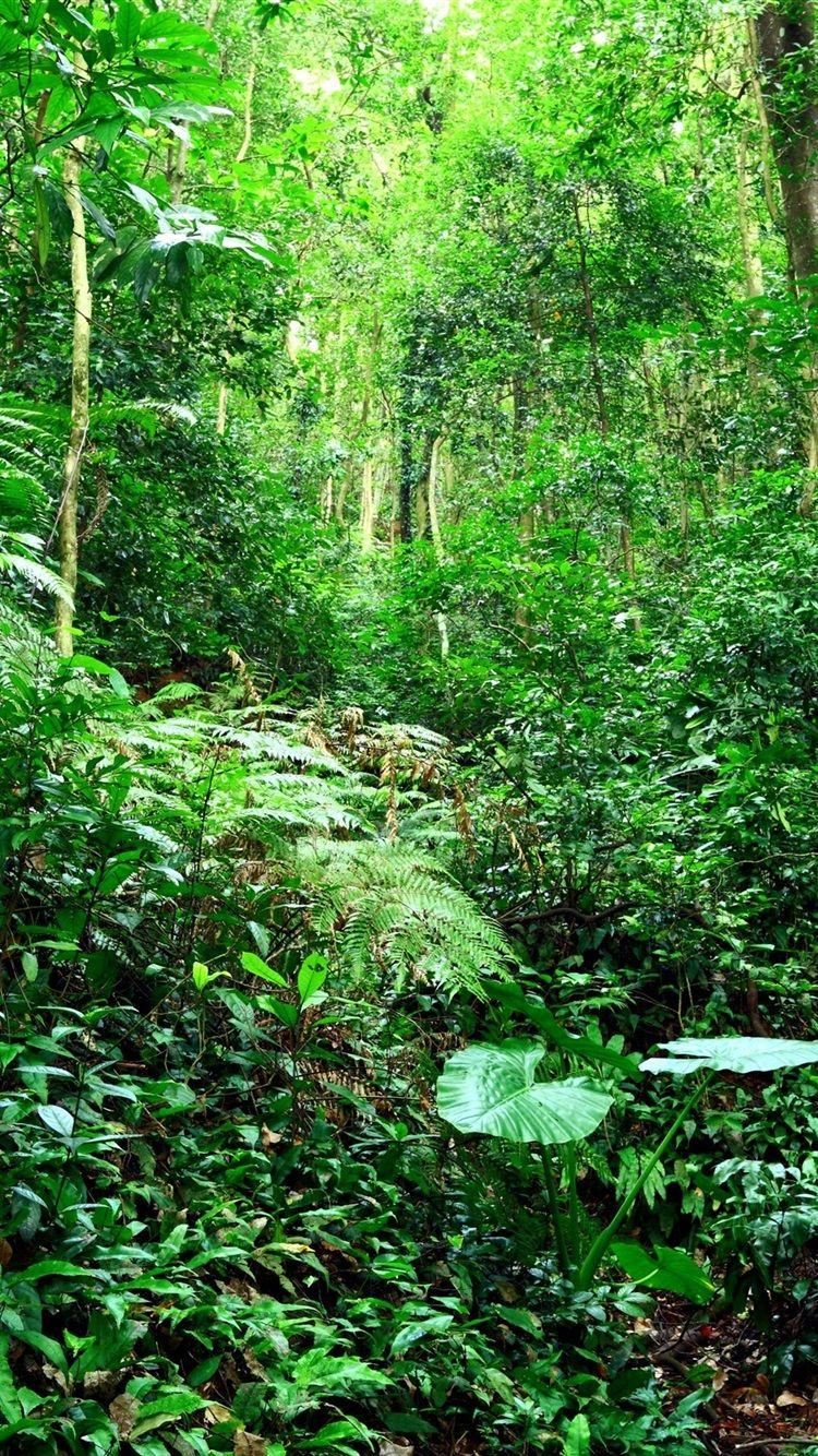 750x1334 Wallpaper Tropical forest, jungle, bushes, grass, trees, green