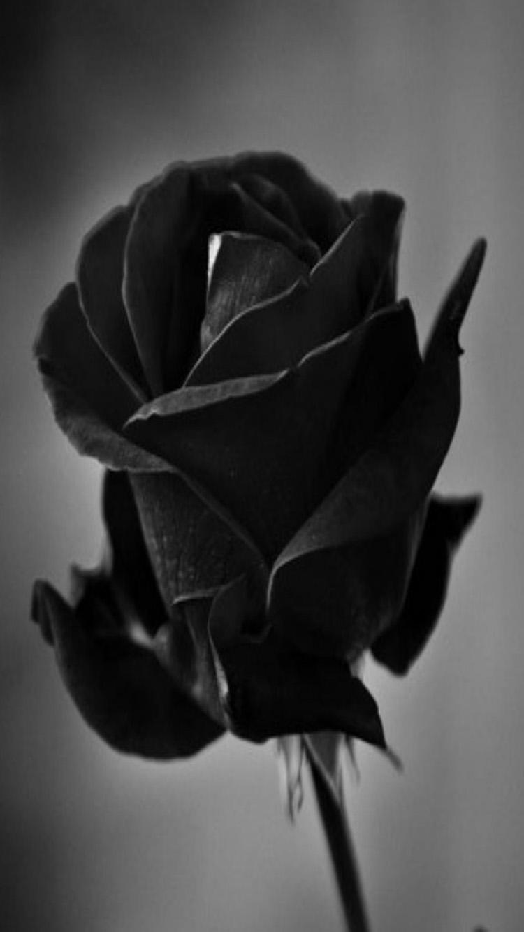 750x1334 Black Roses hình nền