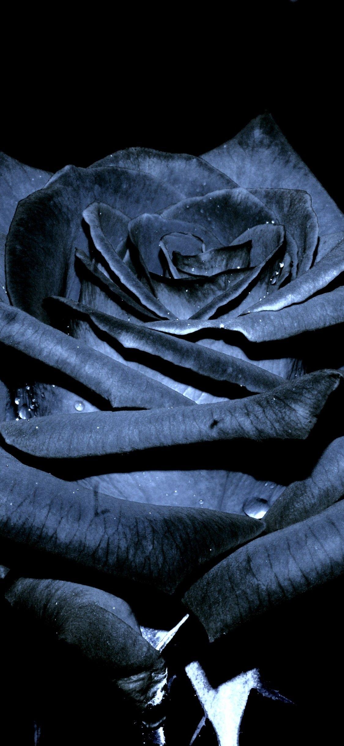 1125x2436 Tải xuống Black Rose Gold Nike, Black Rose Black Goku Wallpaper - Grey And Black Background Roses - HD Wallpaper & Background Download