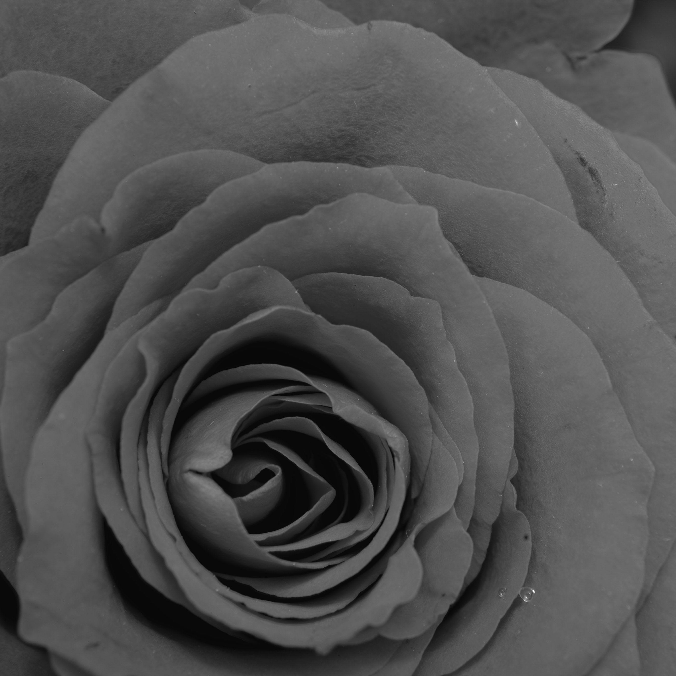 2732x2732 Hoa hồng đen iPhone X