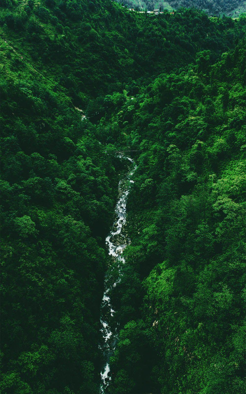 1000x1600 Wild Wallpaper