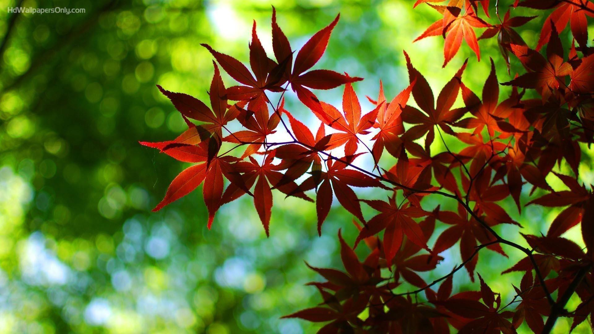 Cool 8k Leaves Wallpapers Top Free Cool 8k Leaves Backgrounds cool-8k-leaves-wallpapers-top-free-cool-8k-leaves-backgrounds