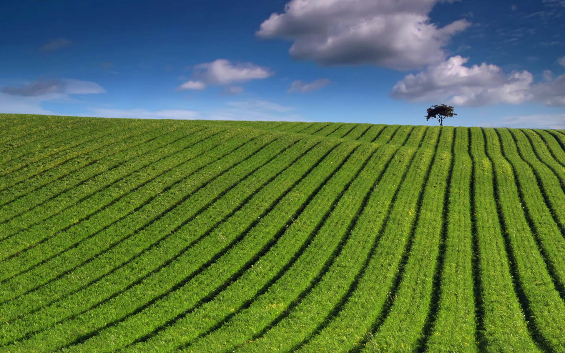 1920x1200 Striped, field, green, landscapes, wallpaper, landscape