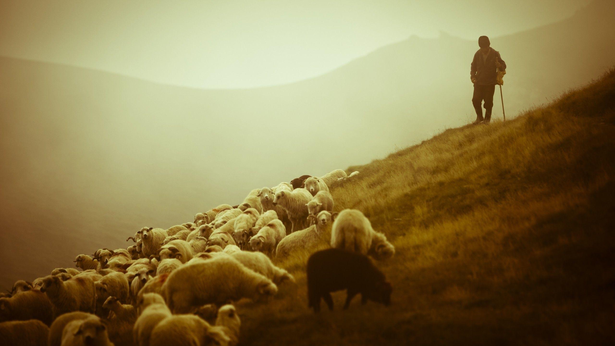 2560x1440 shepherd wallpaper for computers (2019)