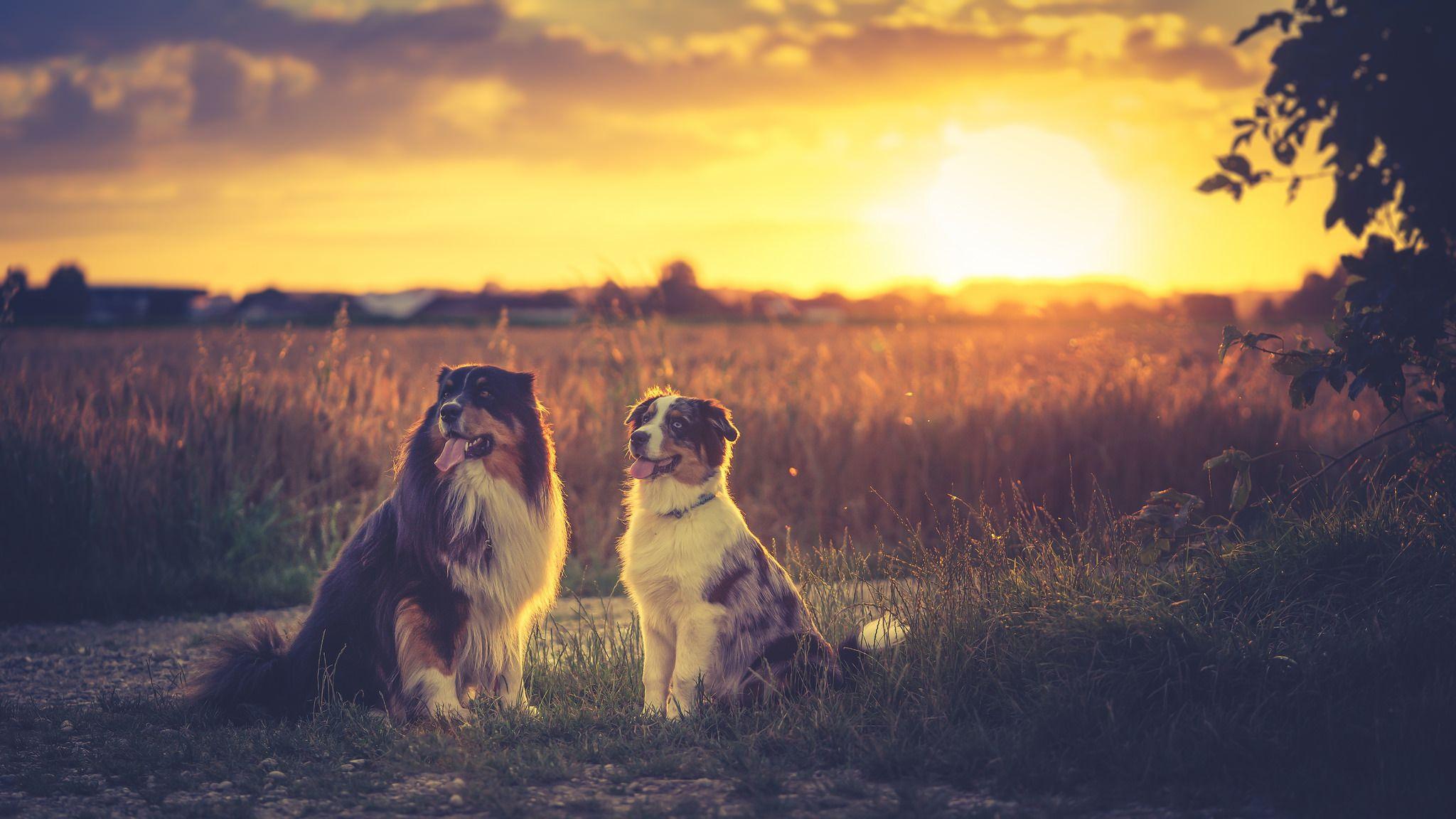 2048x1152 Australian Shepherds HD, HD Animals, 4k Wallpaper, Image