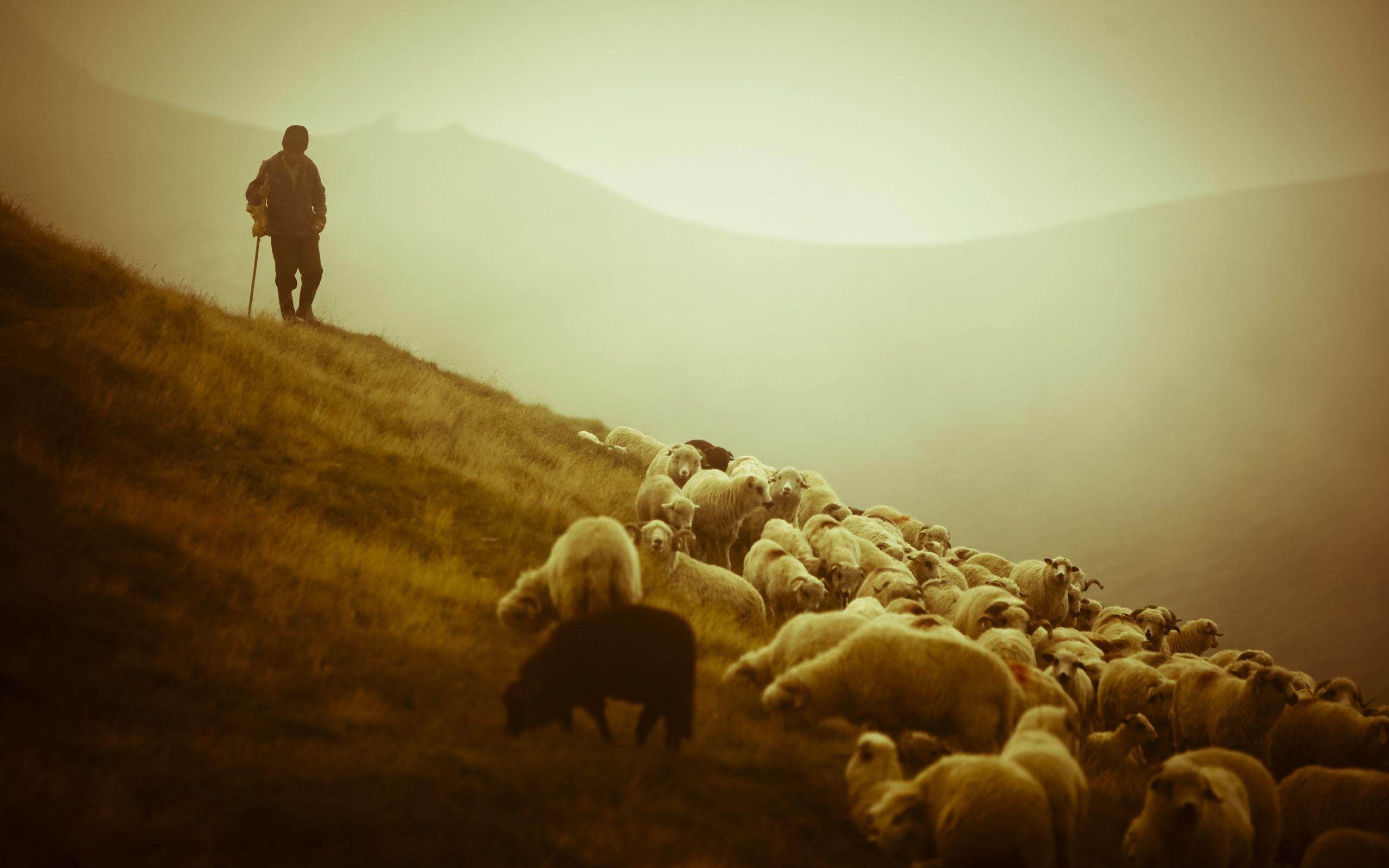 2560x1600 Shepherd the sheep looked around. Wallpaper HD / Desktop