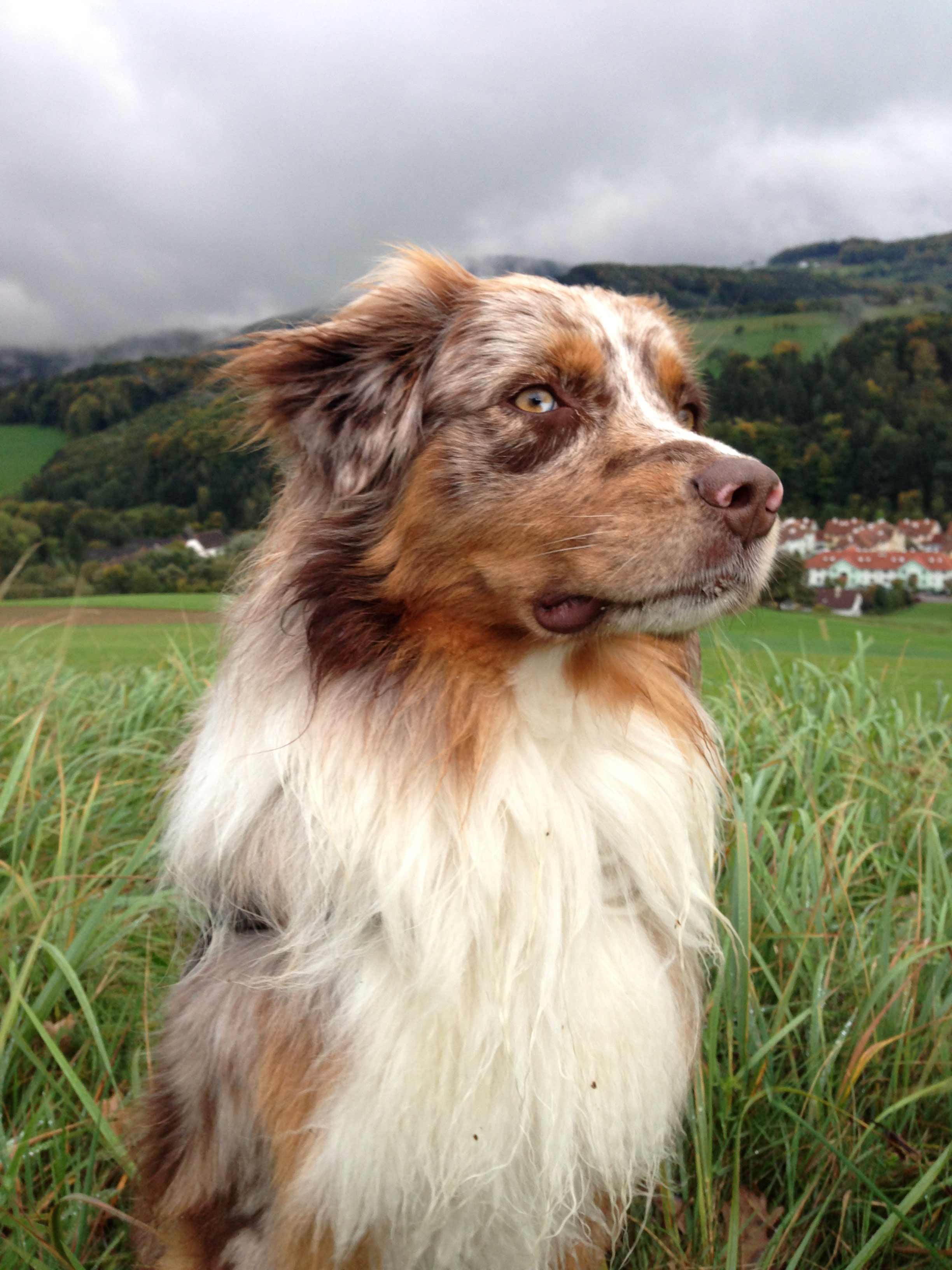 2448x3264 Australian Shepherd Dog Wallpaper Australian Shepherd