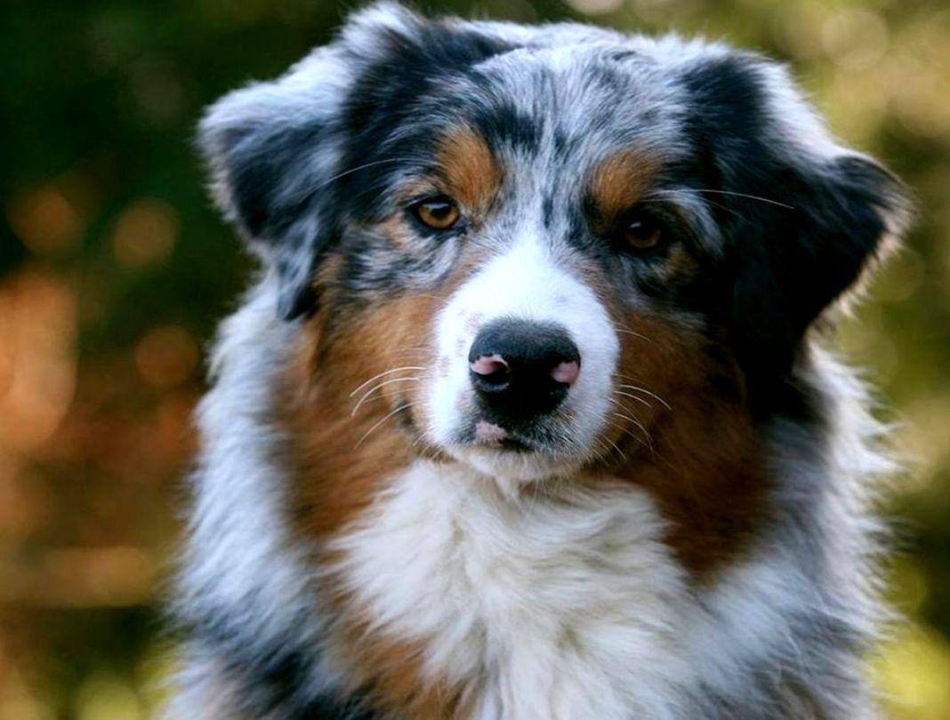 1068x810 Australian Shepherd Wallpaper. Best Beach Picture