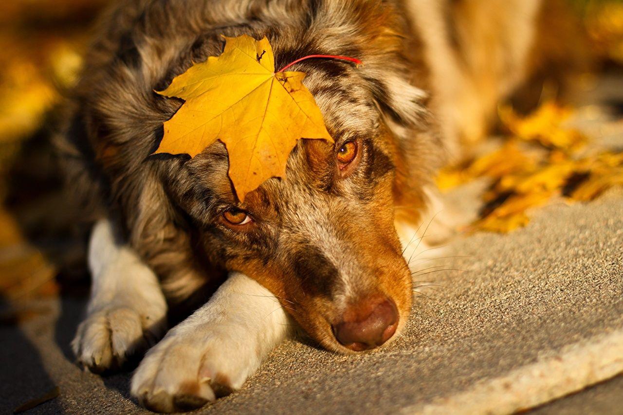 1280x853 Desktop Wallpaper Shepherd Australian Shepherd dog Leaf acer