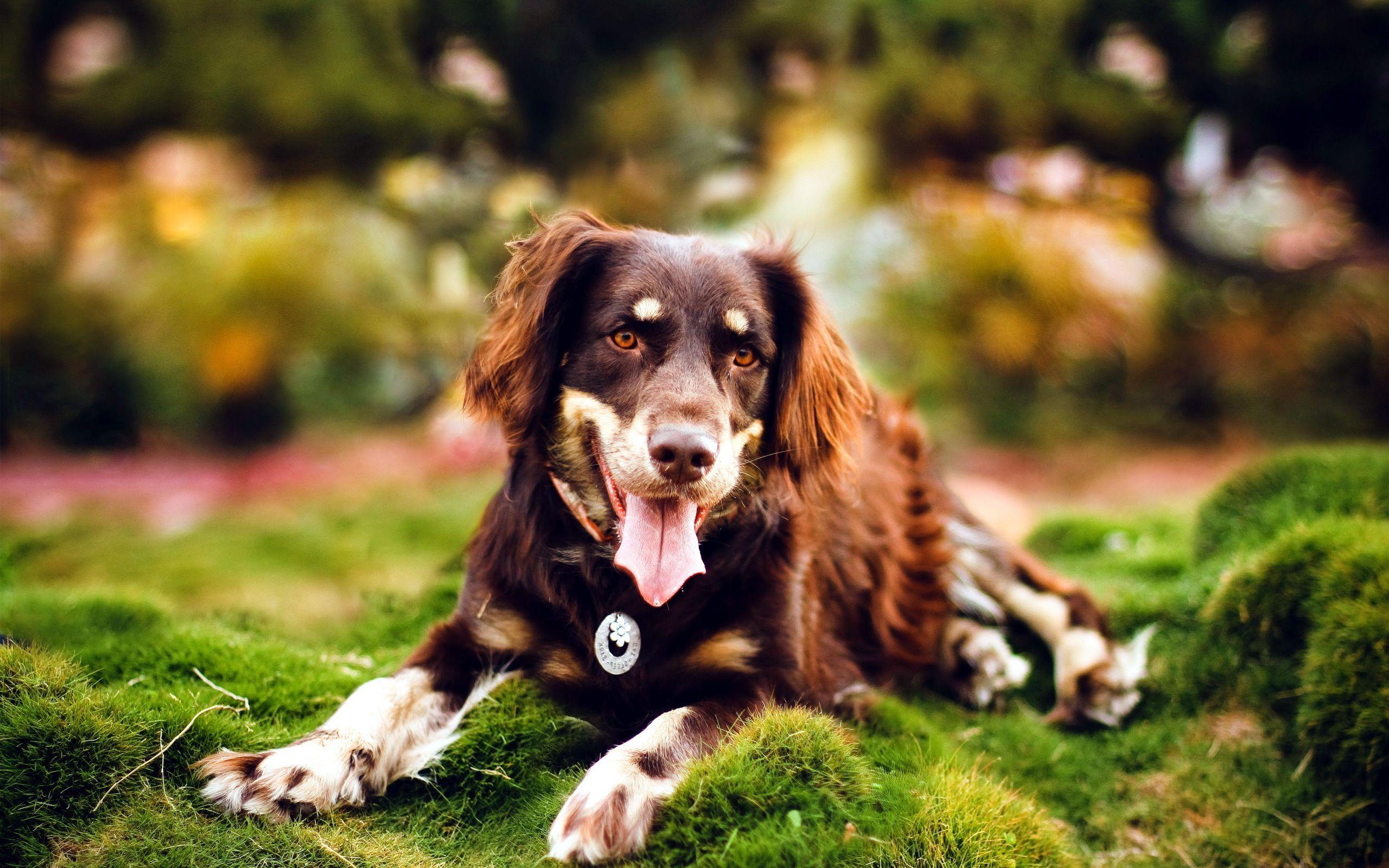 2560x1600 Free download Beautiful Australian Shepherd Wallpaper 2560x1600