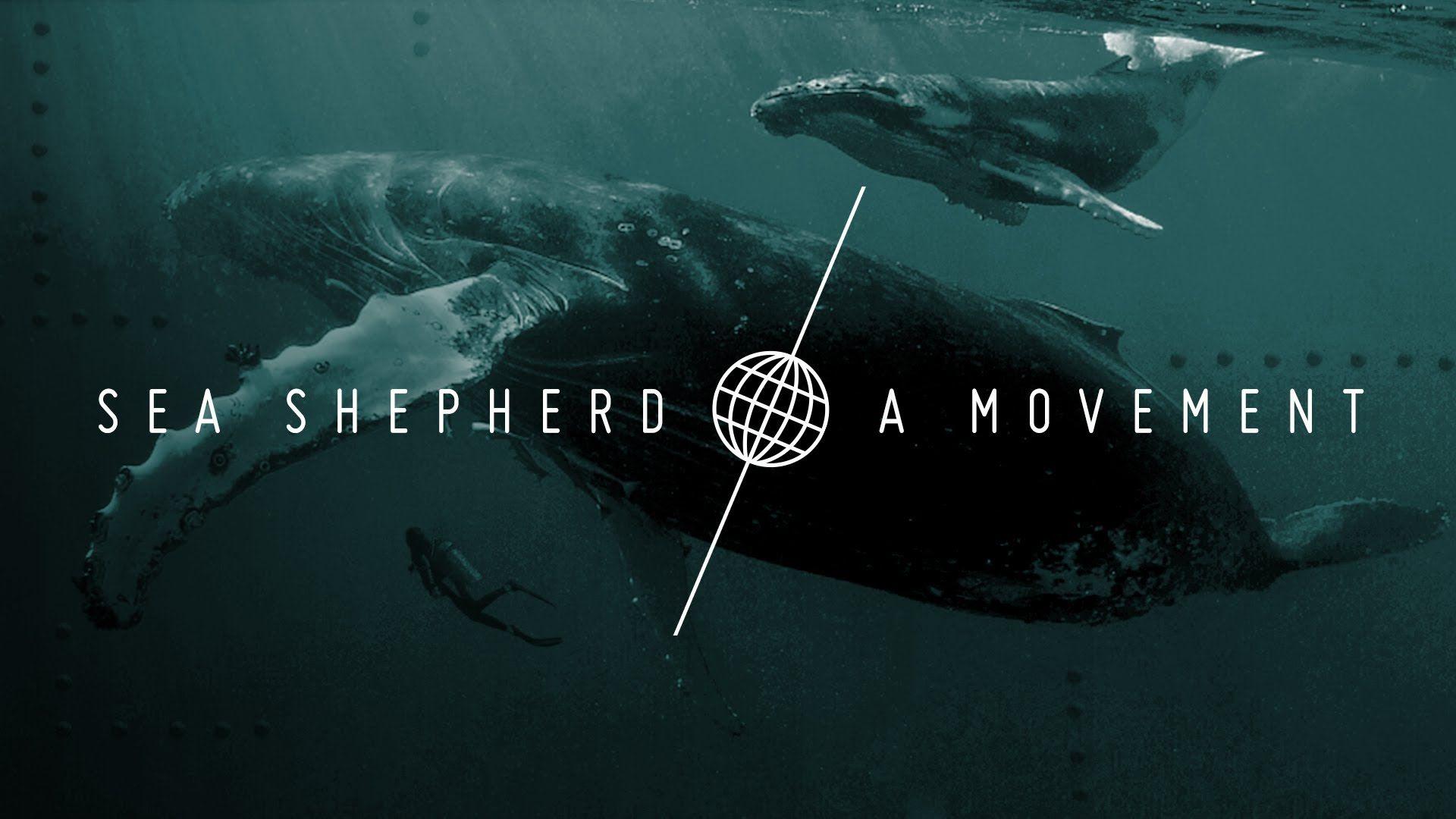 1920x1080 Most viewed Sea Shepherd wallpaperK Wallpaper