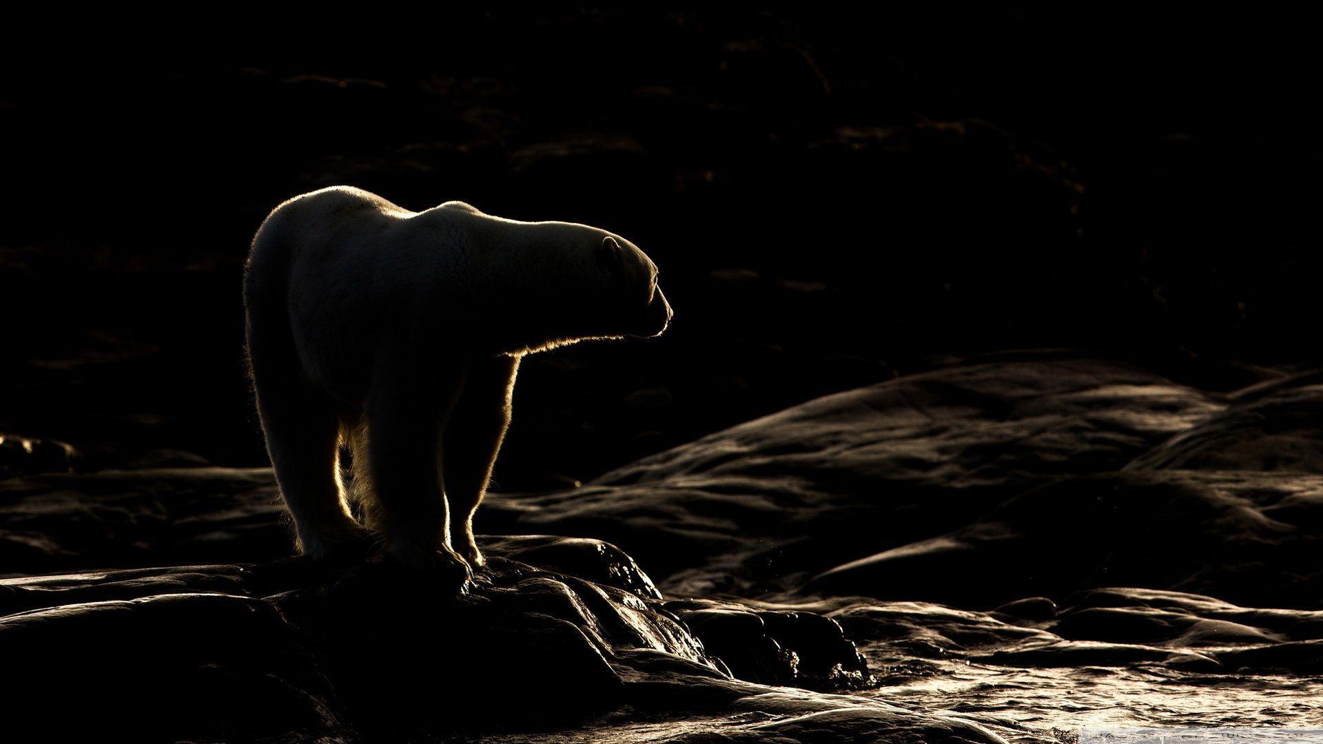 1920x1080 Polar Bear Night Wallpaper