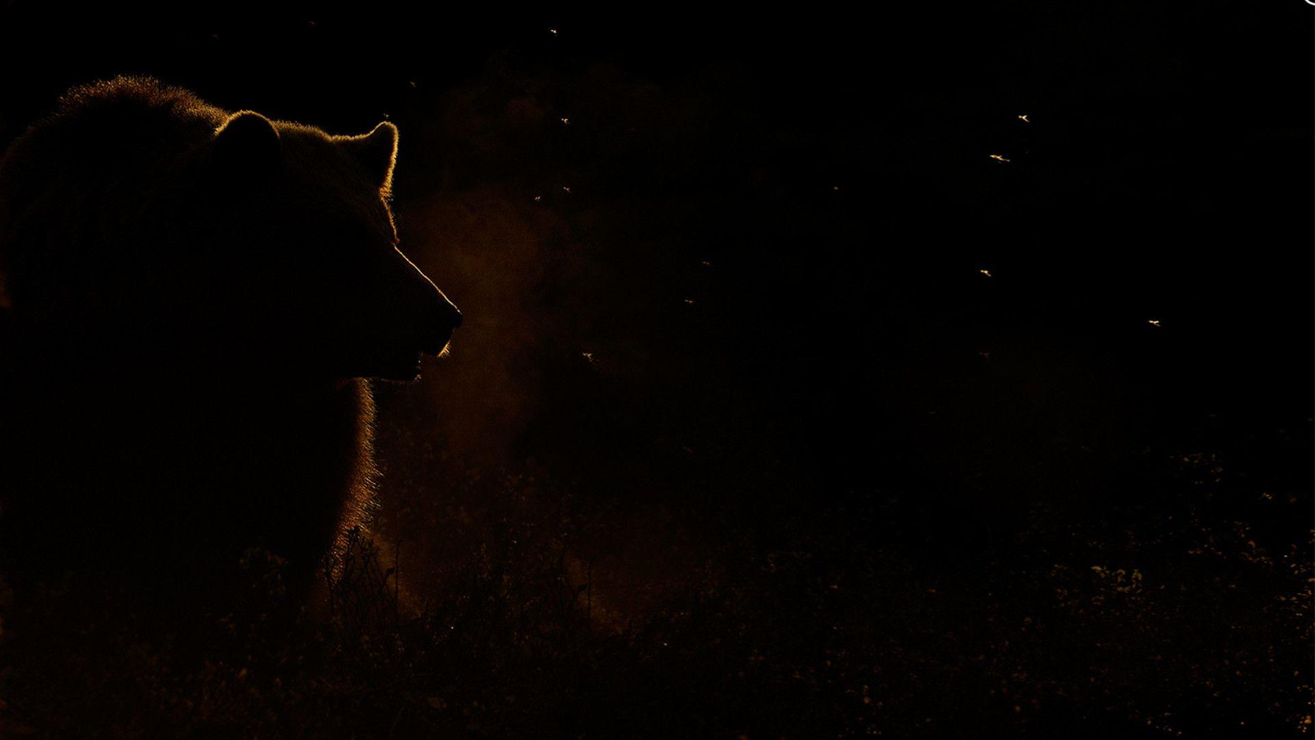 1920x1080 Black Bear Wallpaper
