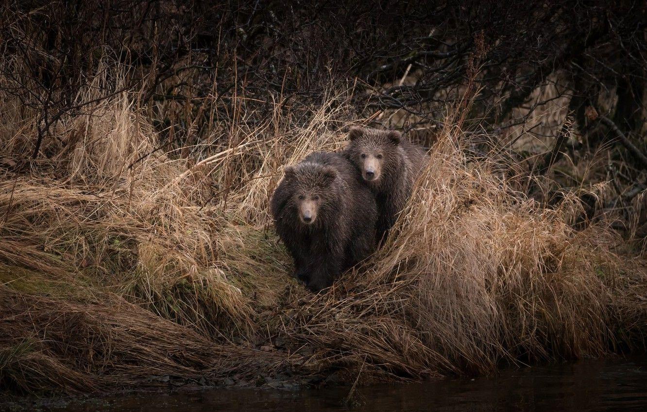 Bear dark. Дарк Беар. Dark Bear. Обои Dark Bear. Кто прячется в зарослях медведь.