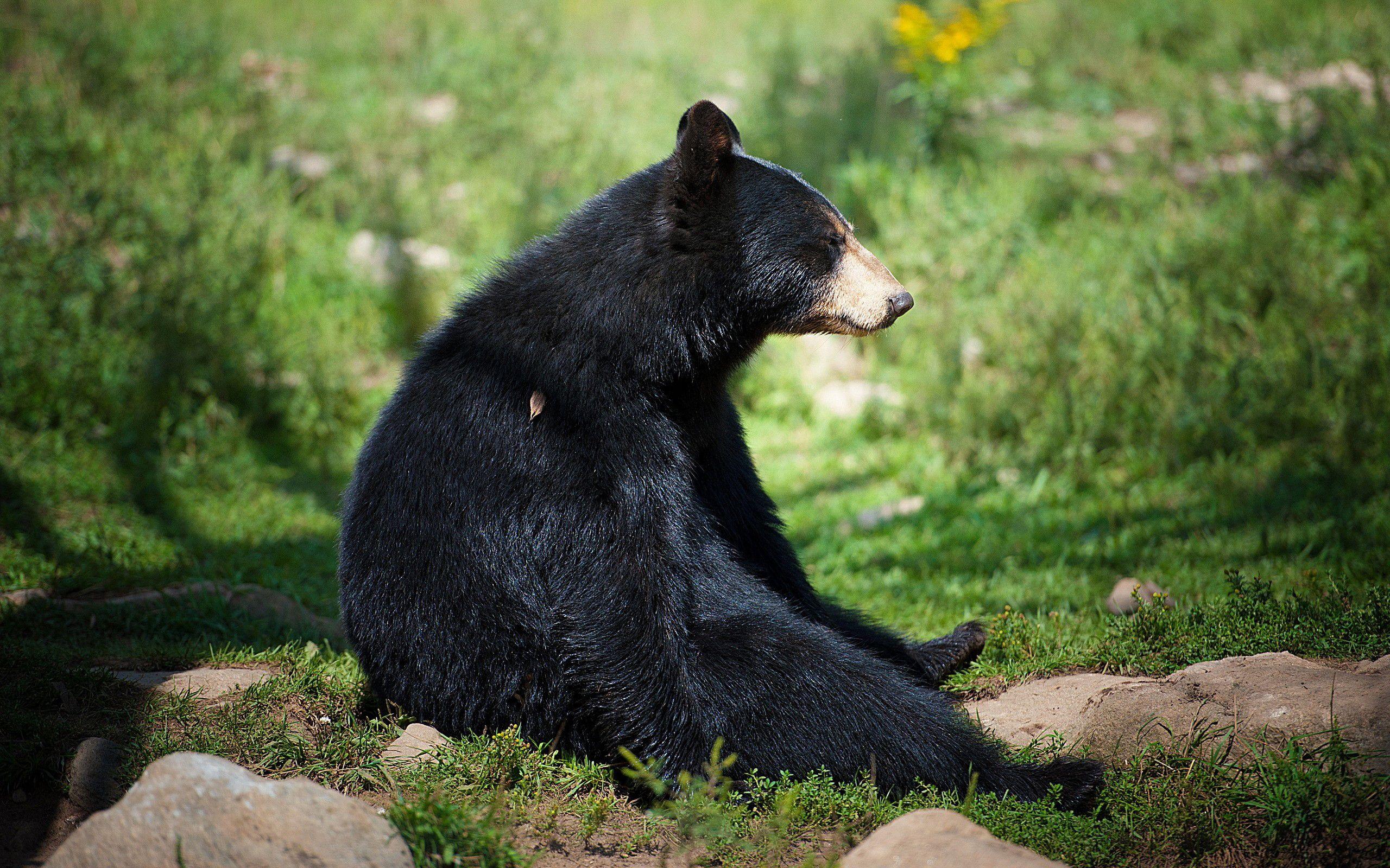 2560x1600 Sun Bear Desktop Background. Beautiful