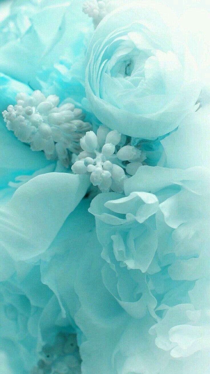 Turquoise Flower Wallpapers - Top Free Turquoise Flower Backgrounds ...