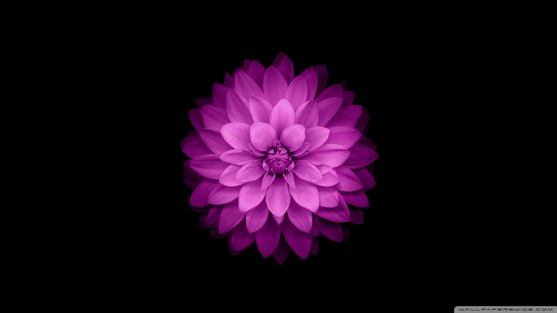 1920x1080 Apple - iOS Flower Ultra HD Desktop Background Wallpaper cho 4K