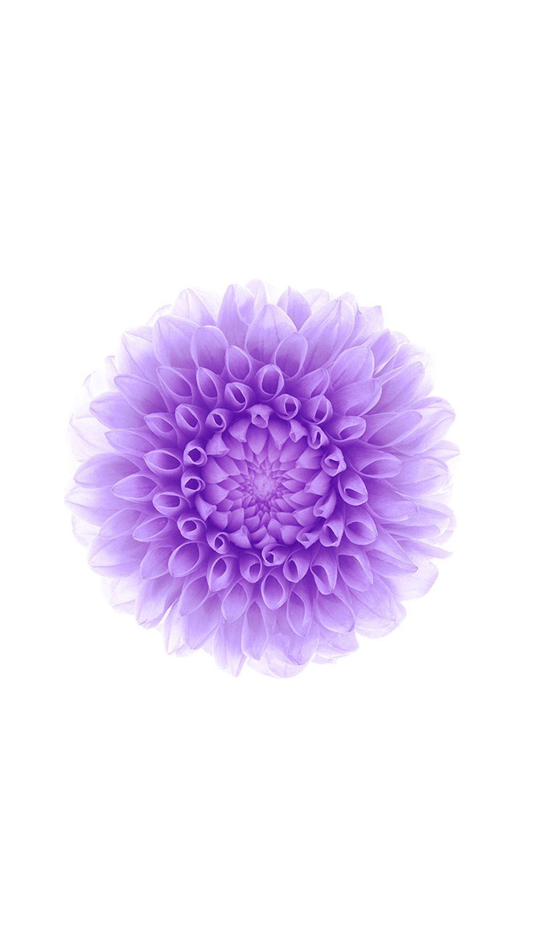 1080x1920 Offical Apple Flower Pattern Background Hình nền iPhone 8