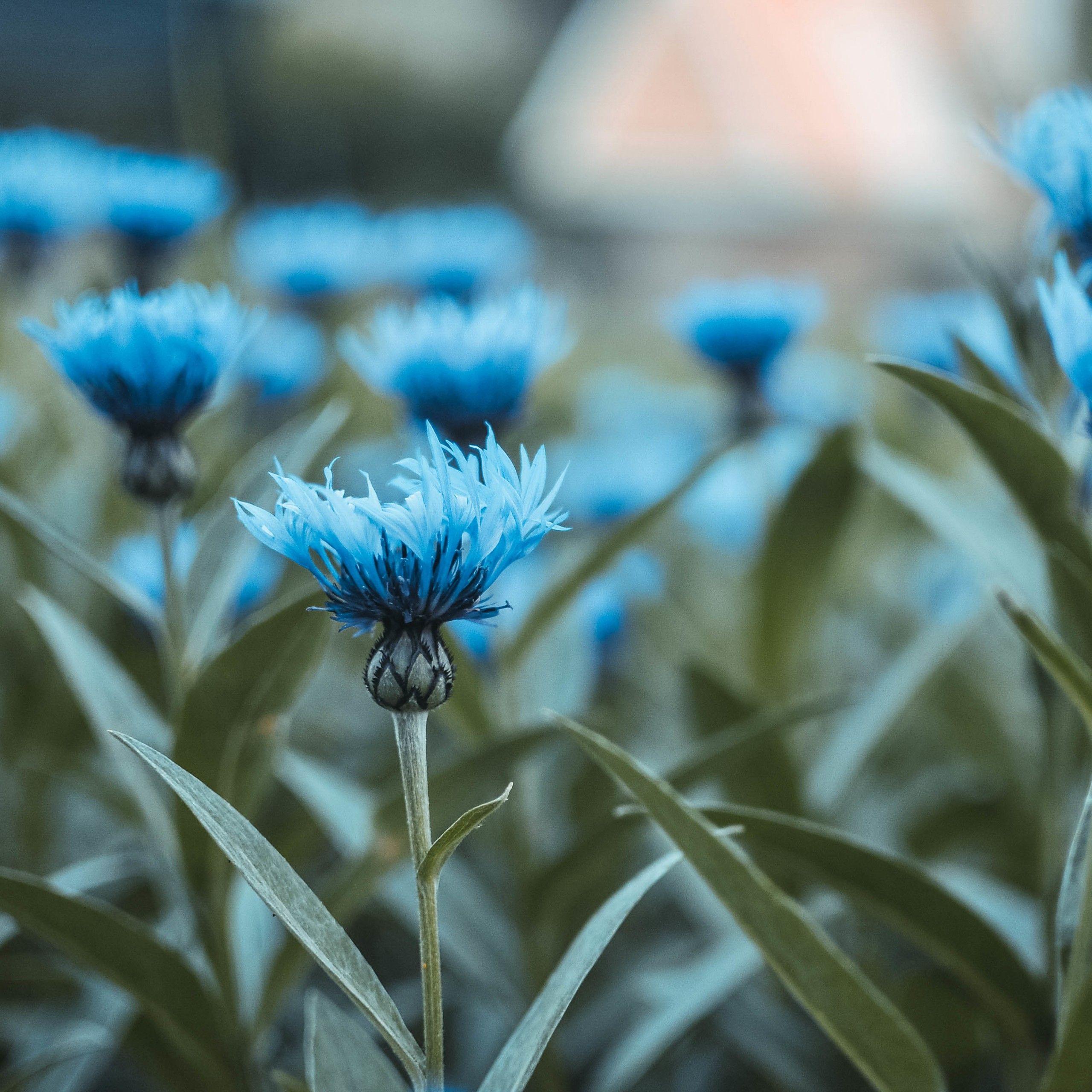 Turquoise Flower Wallpapers - Top Free Turquoise Flower Backgrounds