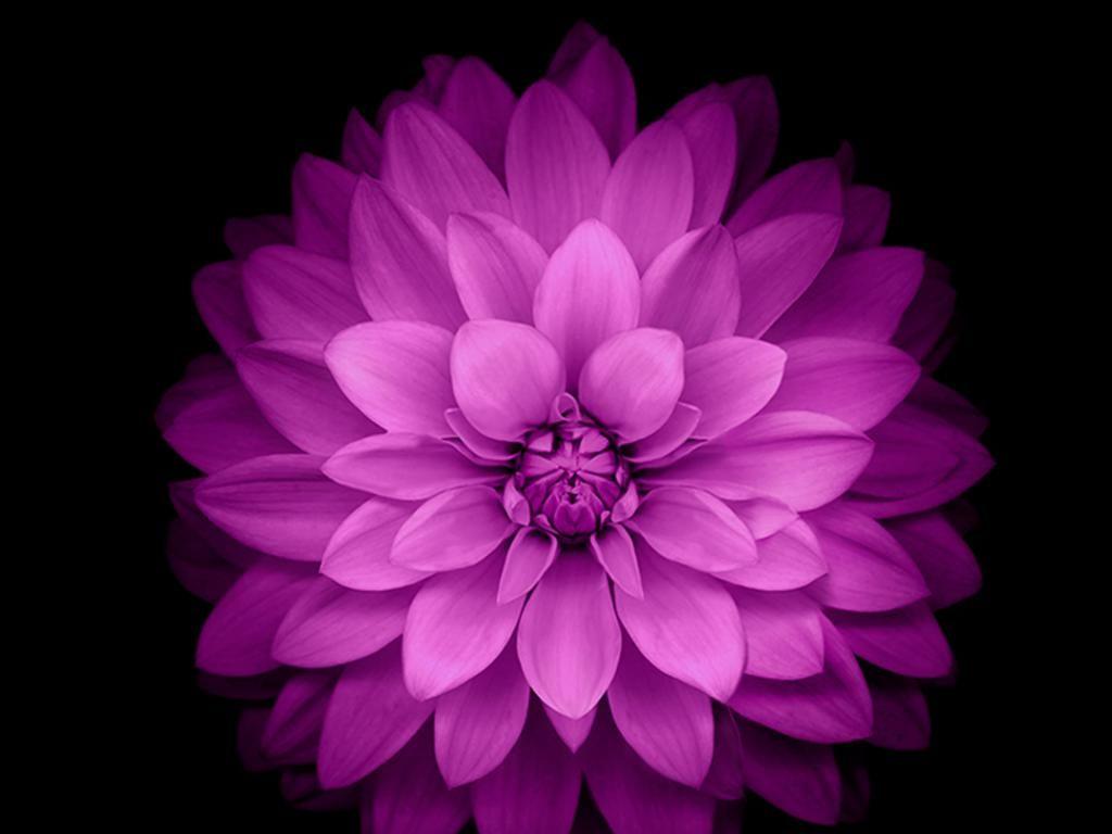 1024x768 Hình nền Apple Lotus Flower