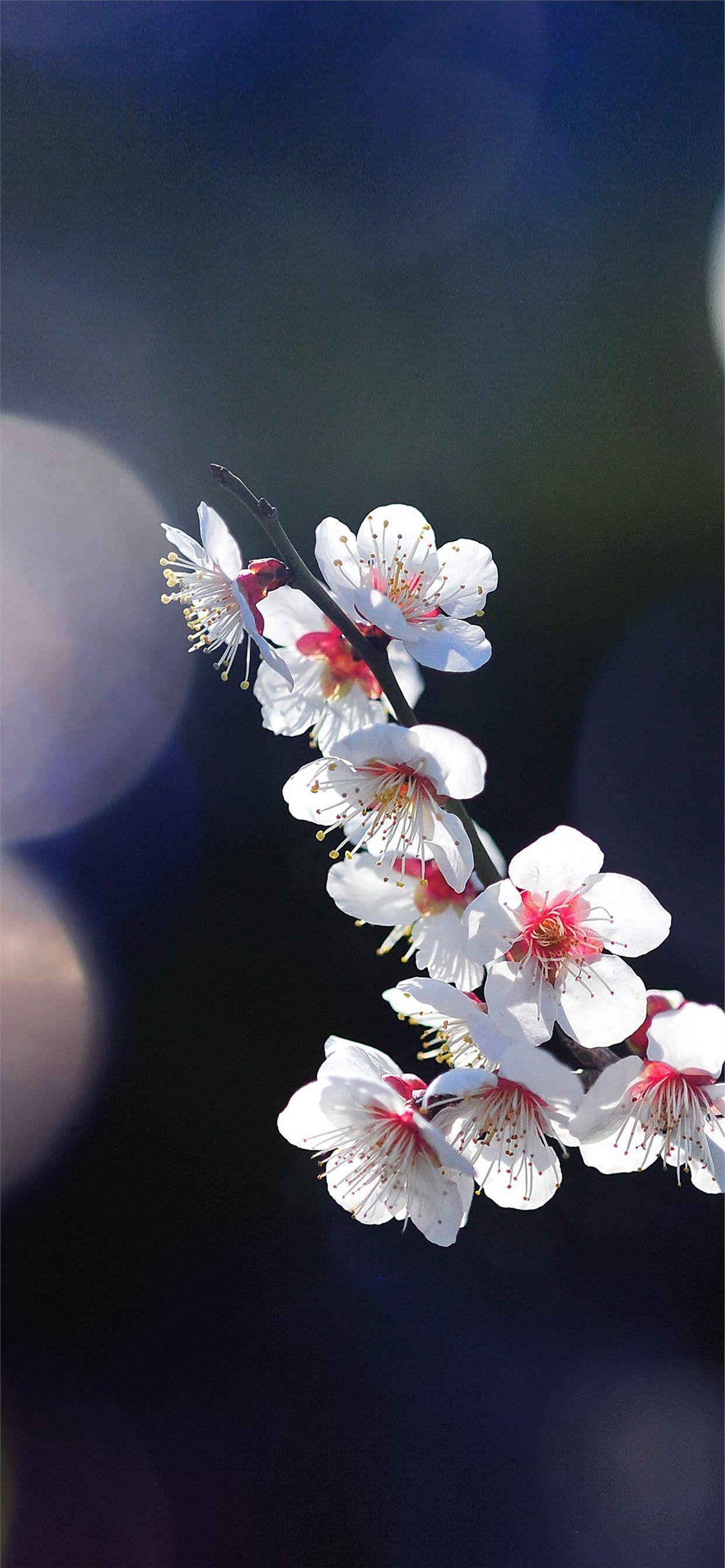1242x2688 Apple mq24 mùa xuân hoa sakura cây thiên nhiên bùng phát.  iPhone X