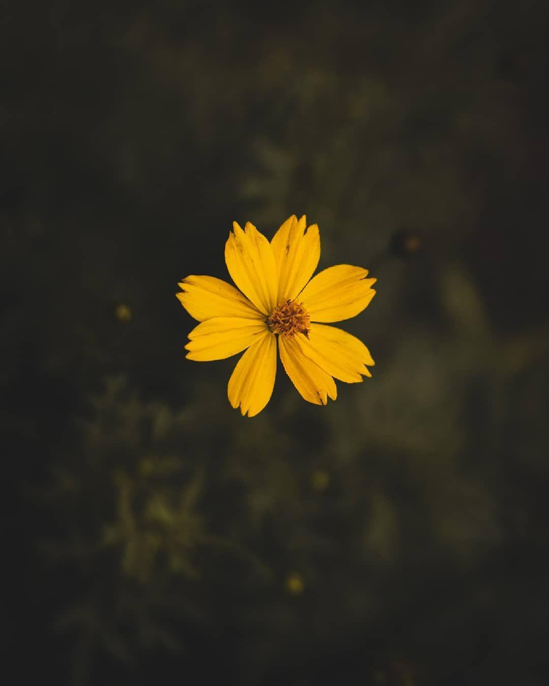 1080x1350 Block the background noise like this flower.. . Photo