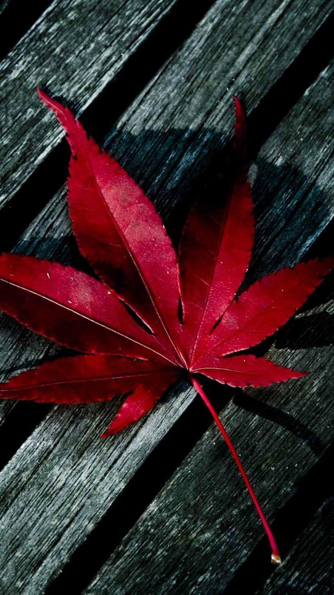 Autumn Maple Leaves Wallpaper  iPhone Android  Desktop Backgrounds